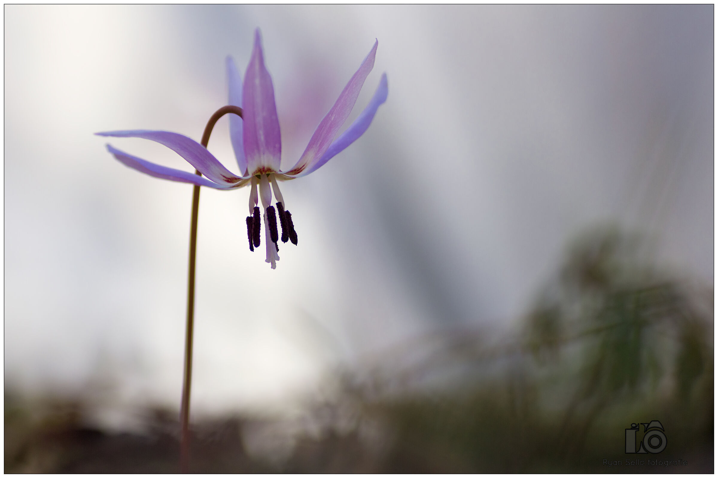Spring opens the oblituy