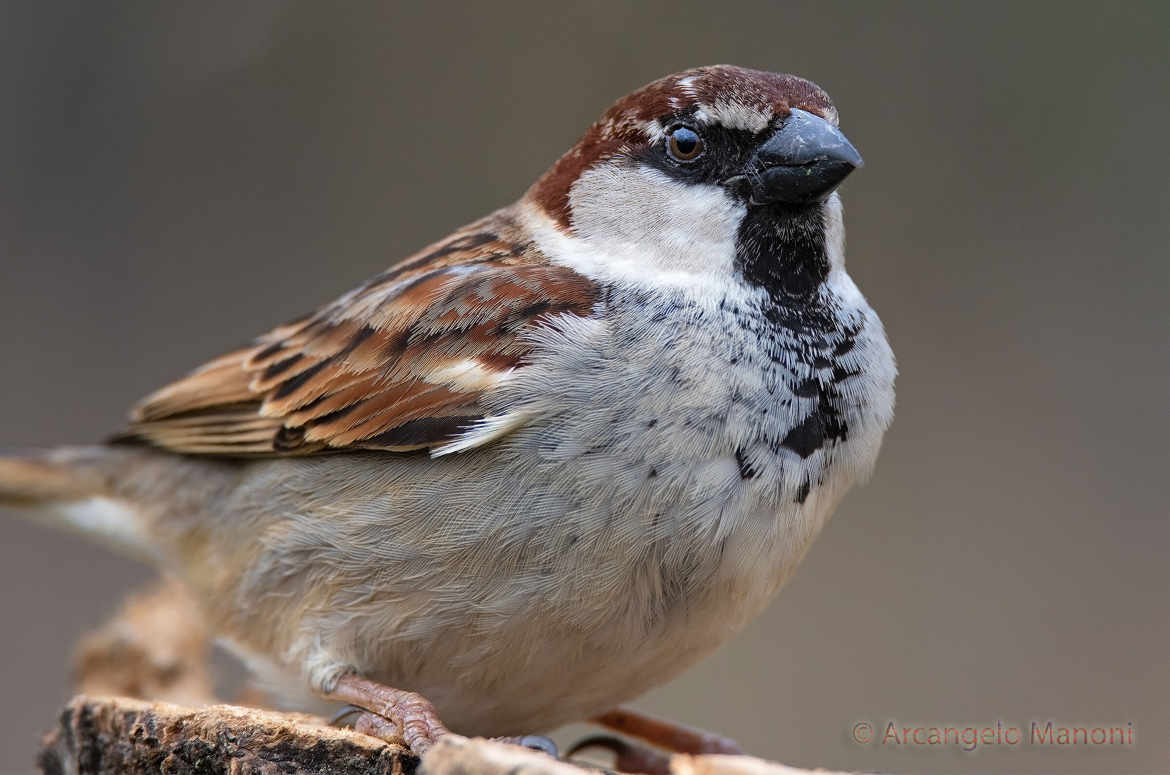 Primo piano a baffino nero maschio di passero comune