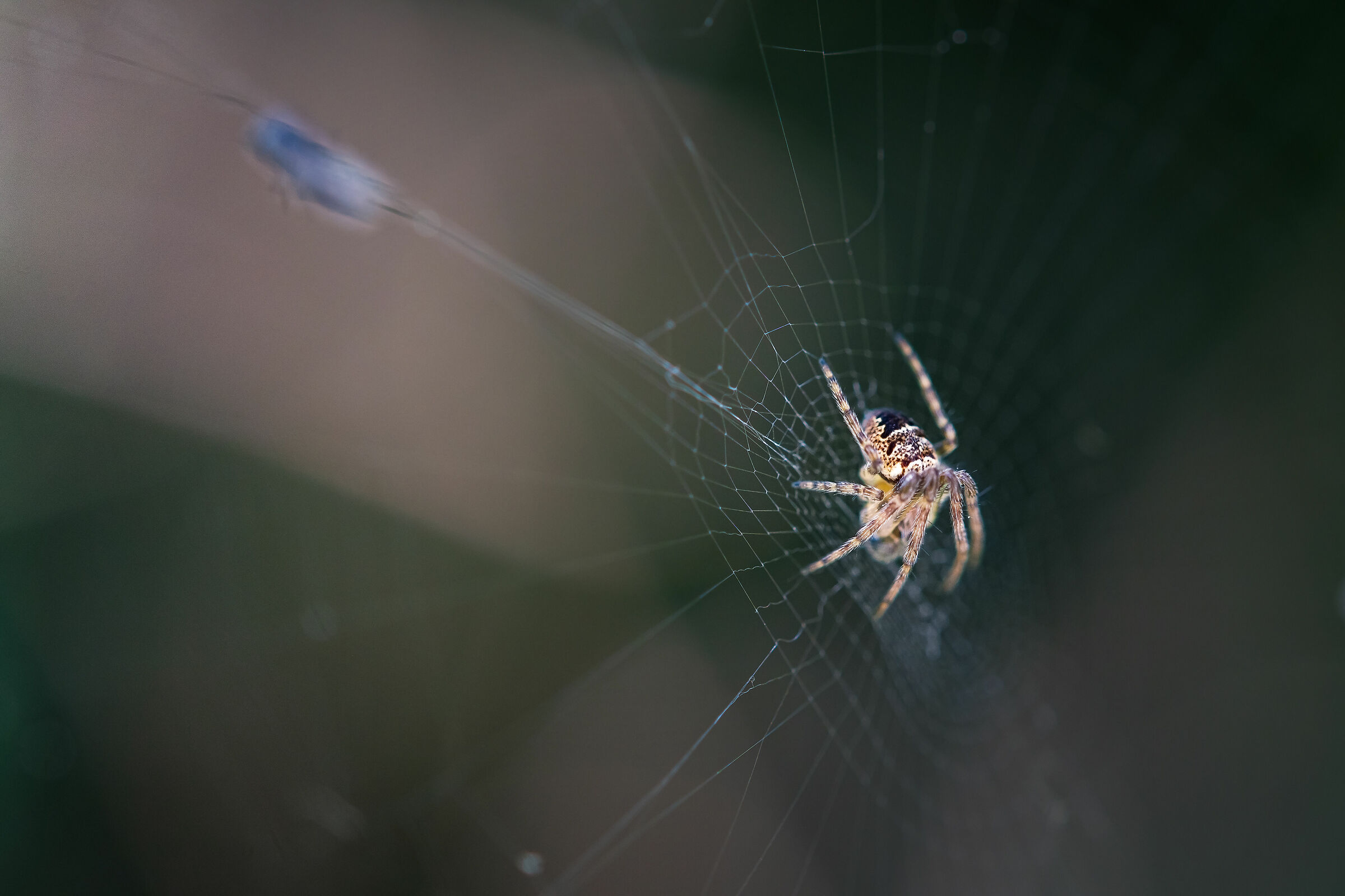 intanto, nella tana del ragnetto...