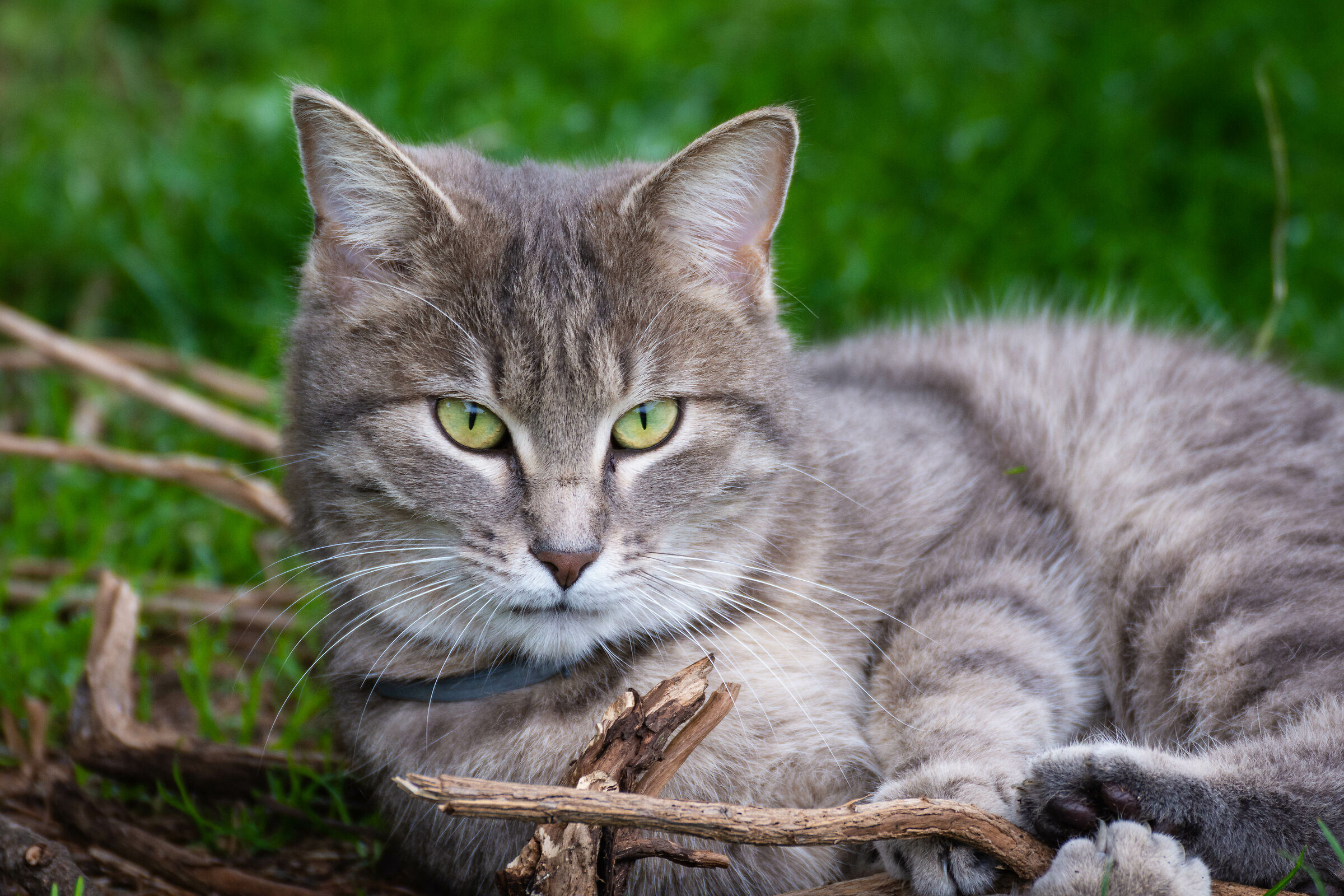 Fumetto il gatto di casa