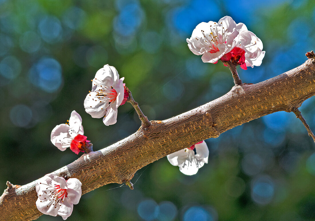 Fiori di albicocco nel mio orto.