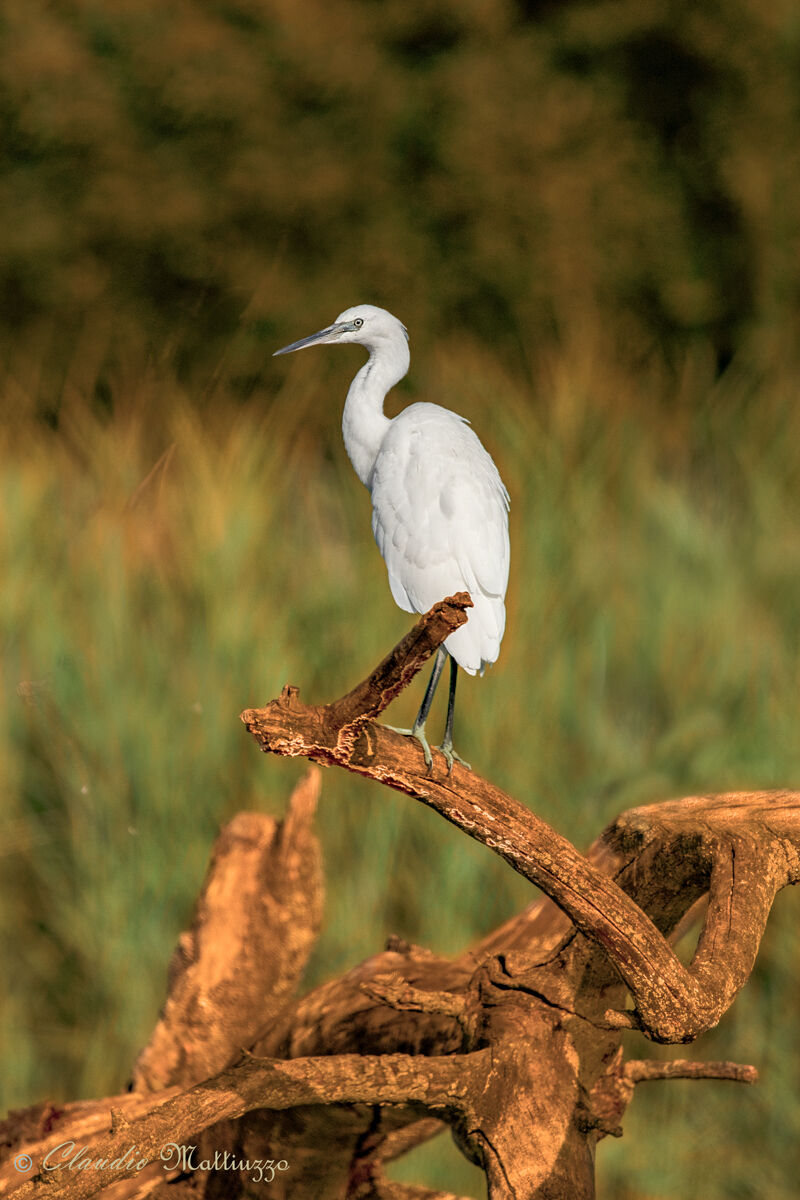 egrets