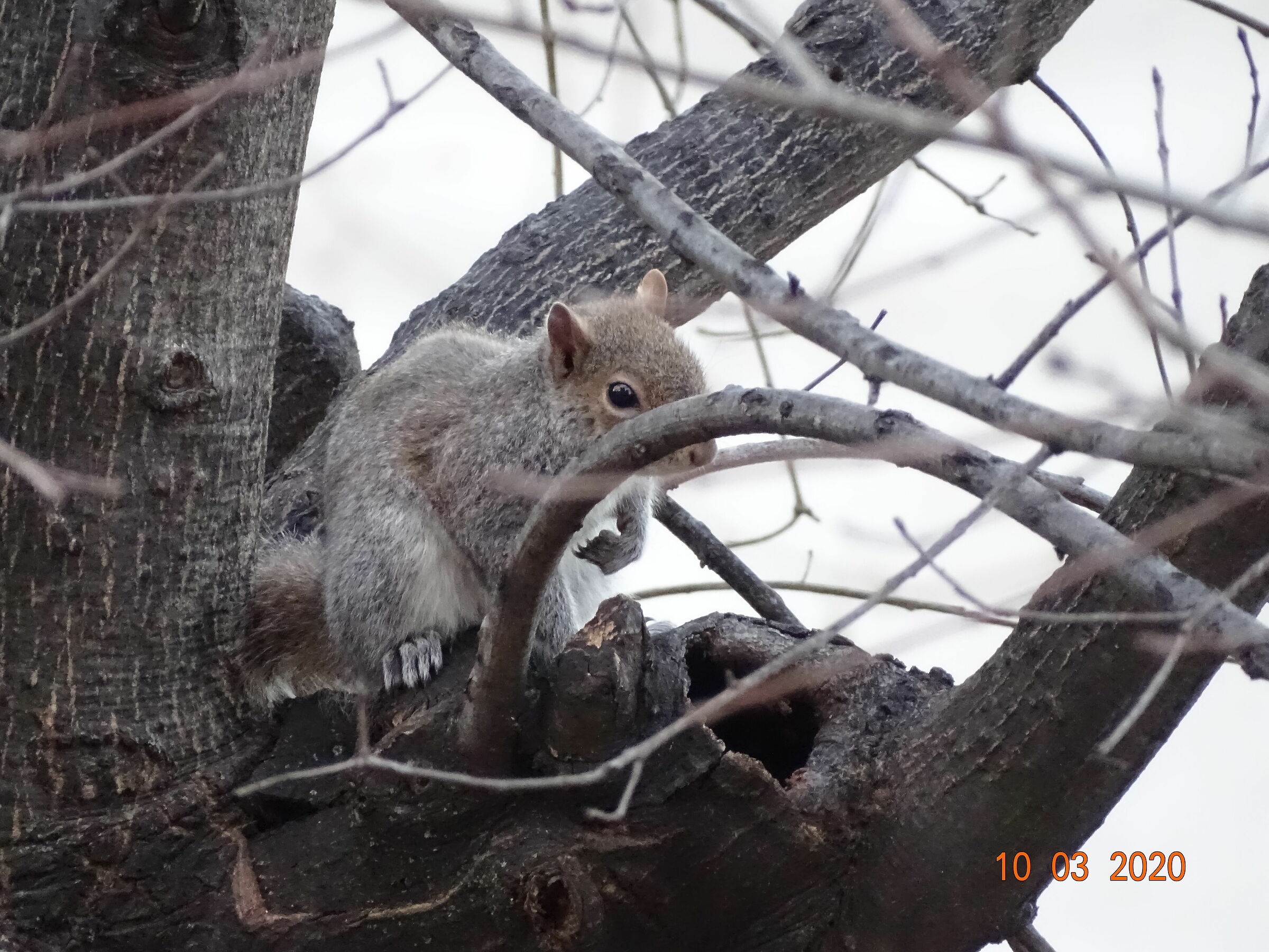 city squirrel
