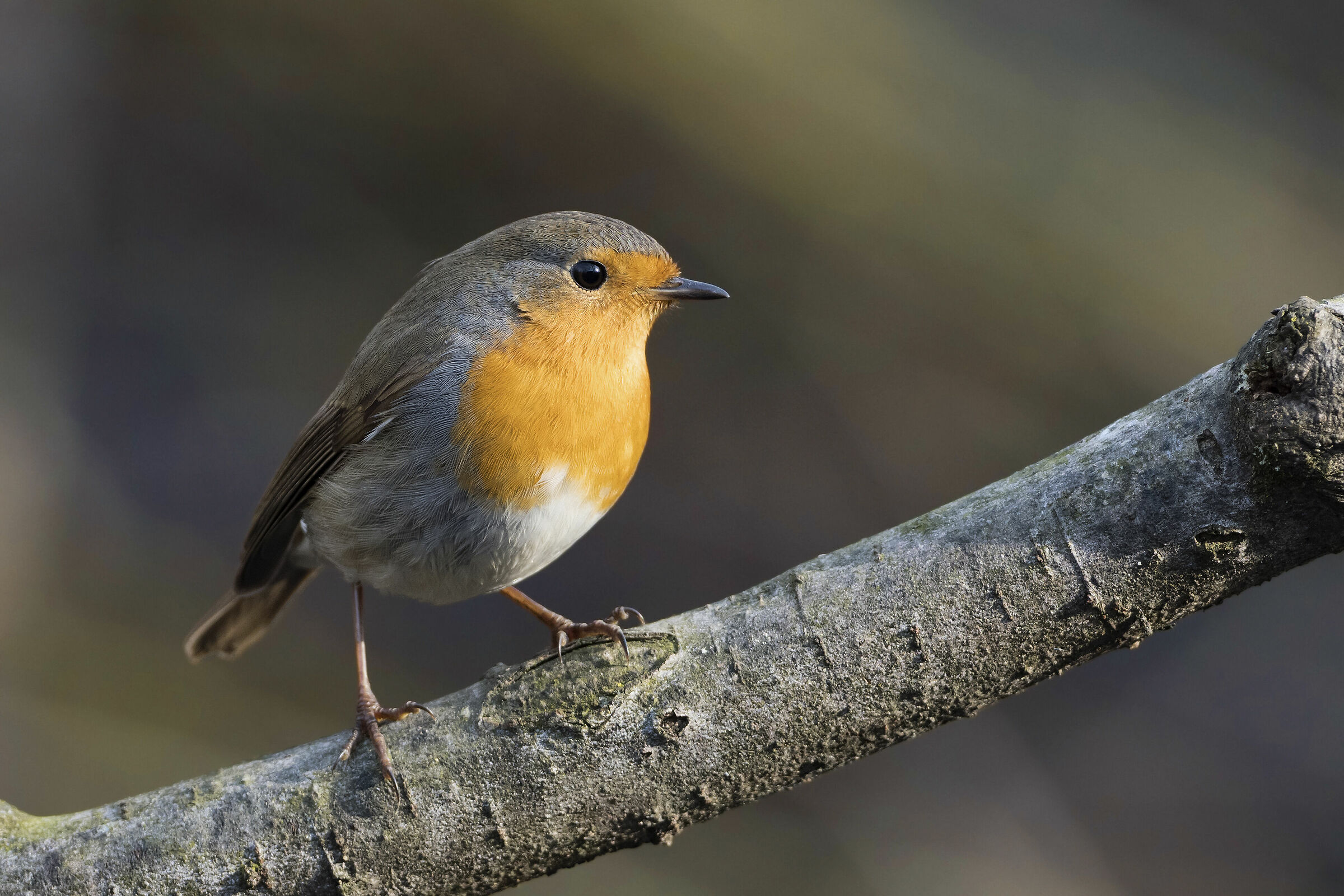 Pettirosso - Erithacus rubecula