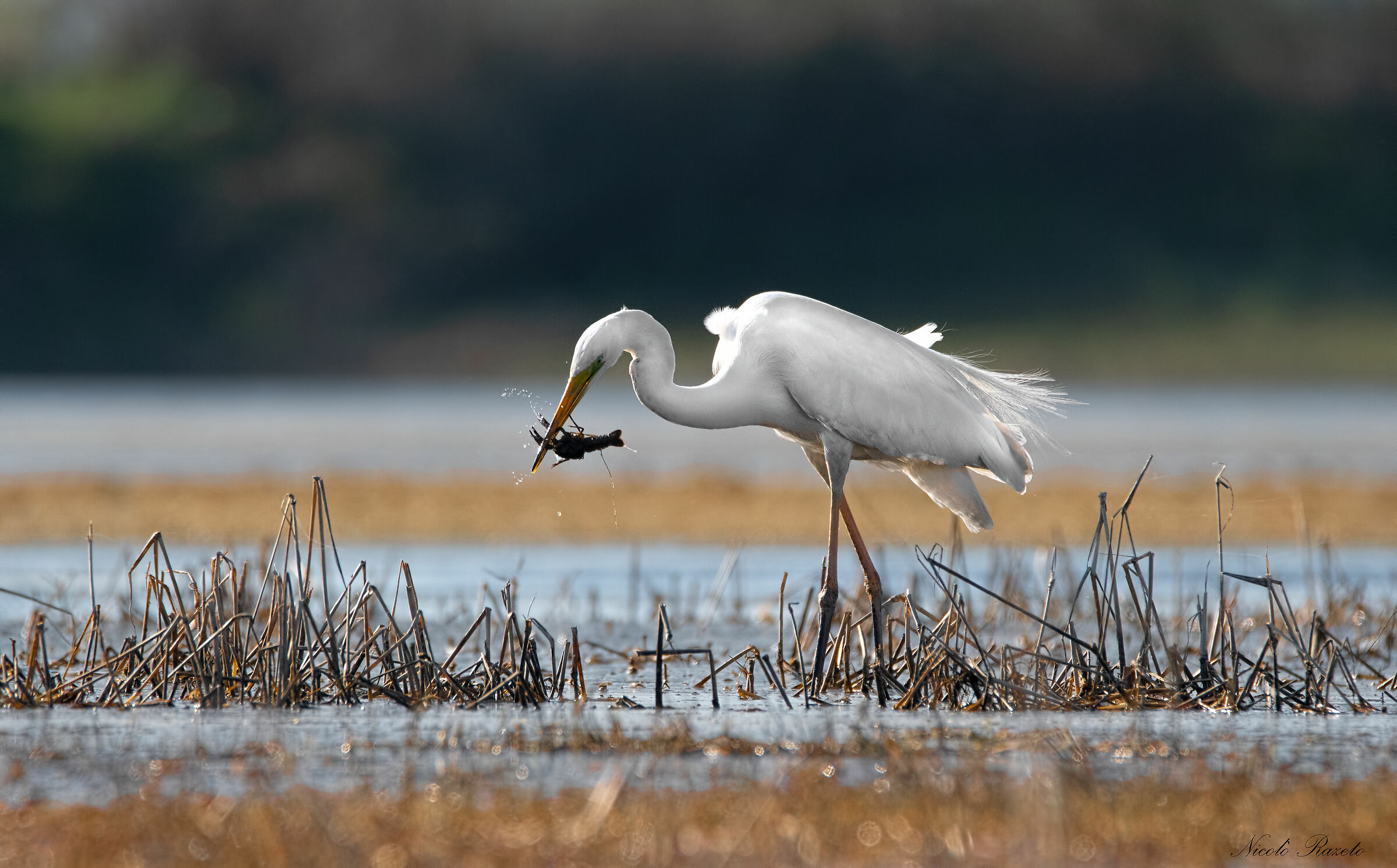 Airone Bianco Maggiore