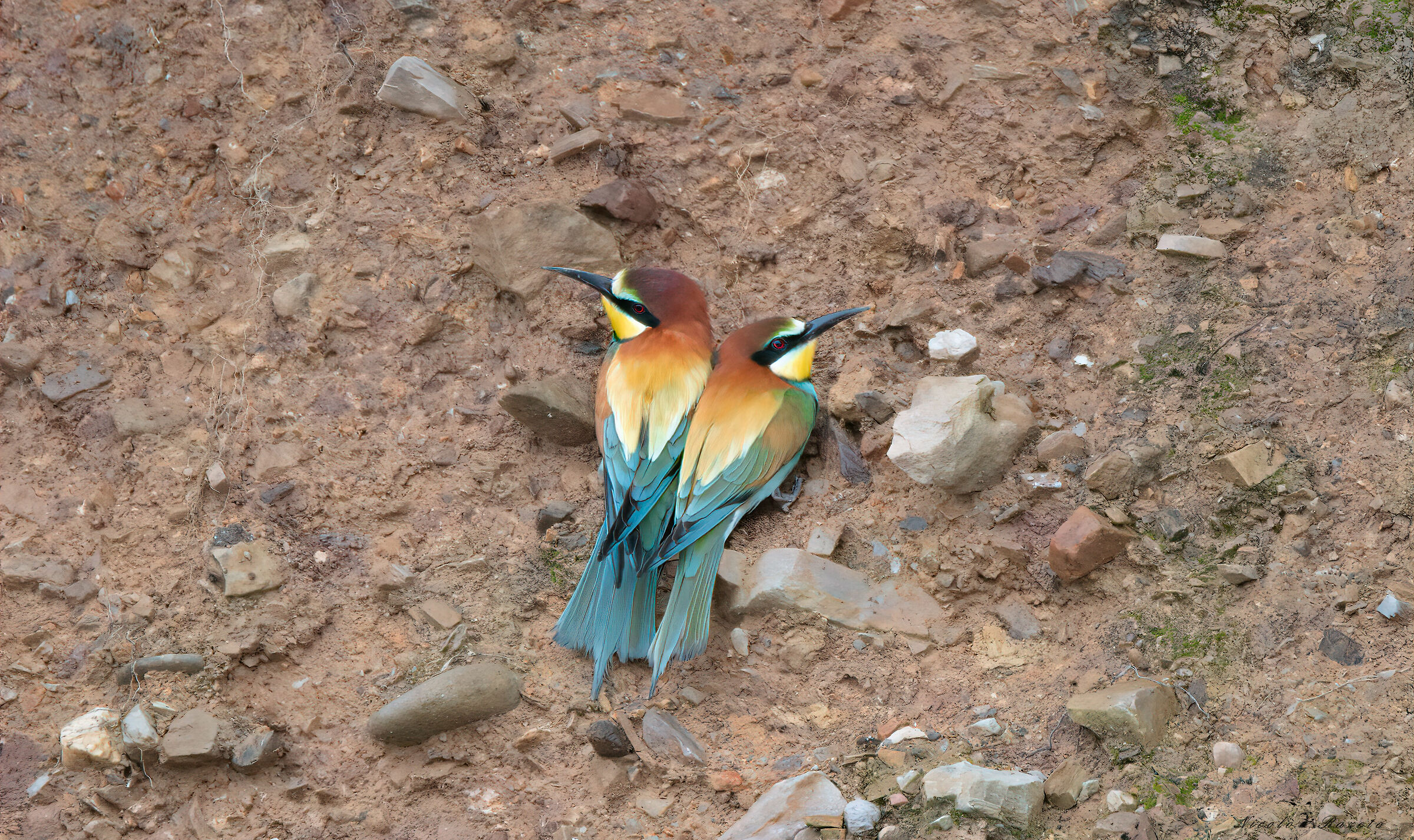 Bee-eater