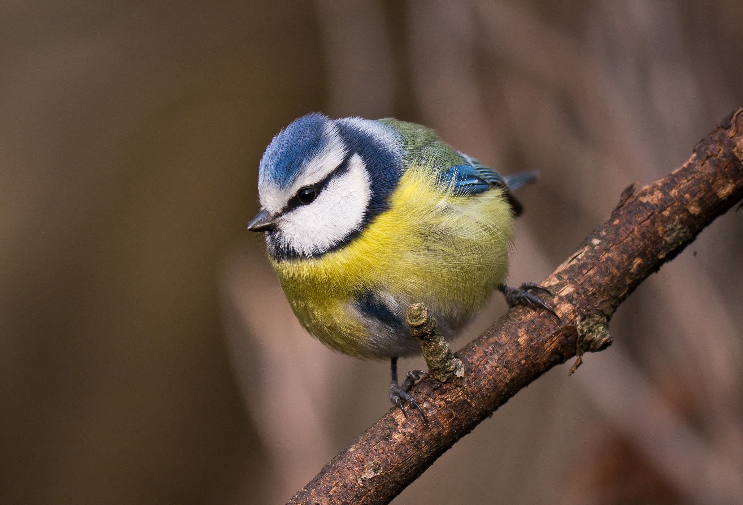 Blue Tit