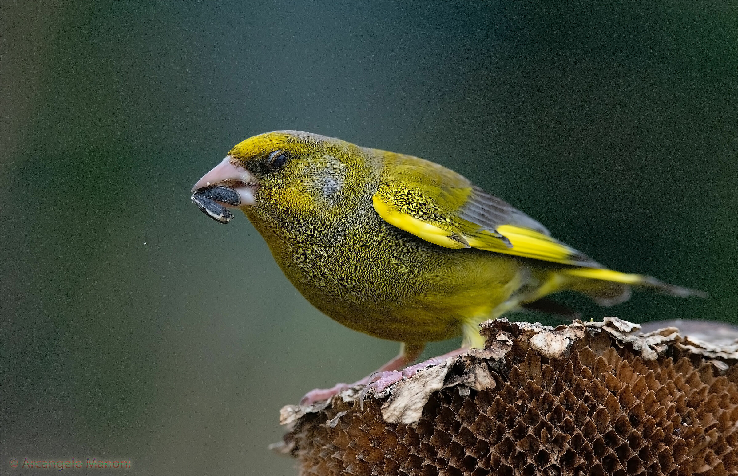 la colazione del verdone