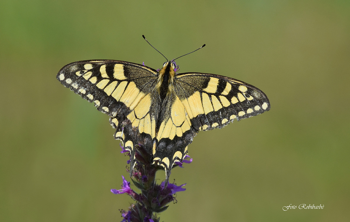 Swallowtail...