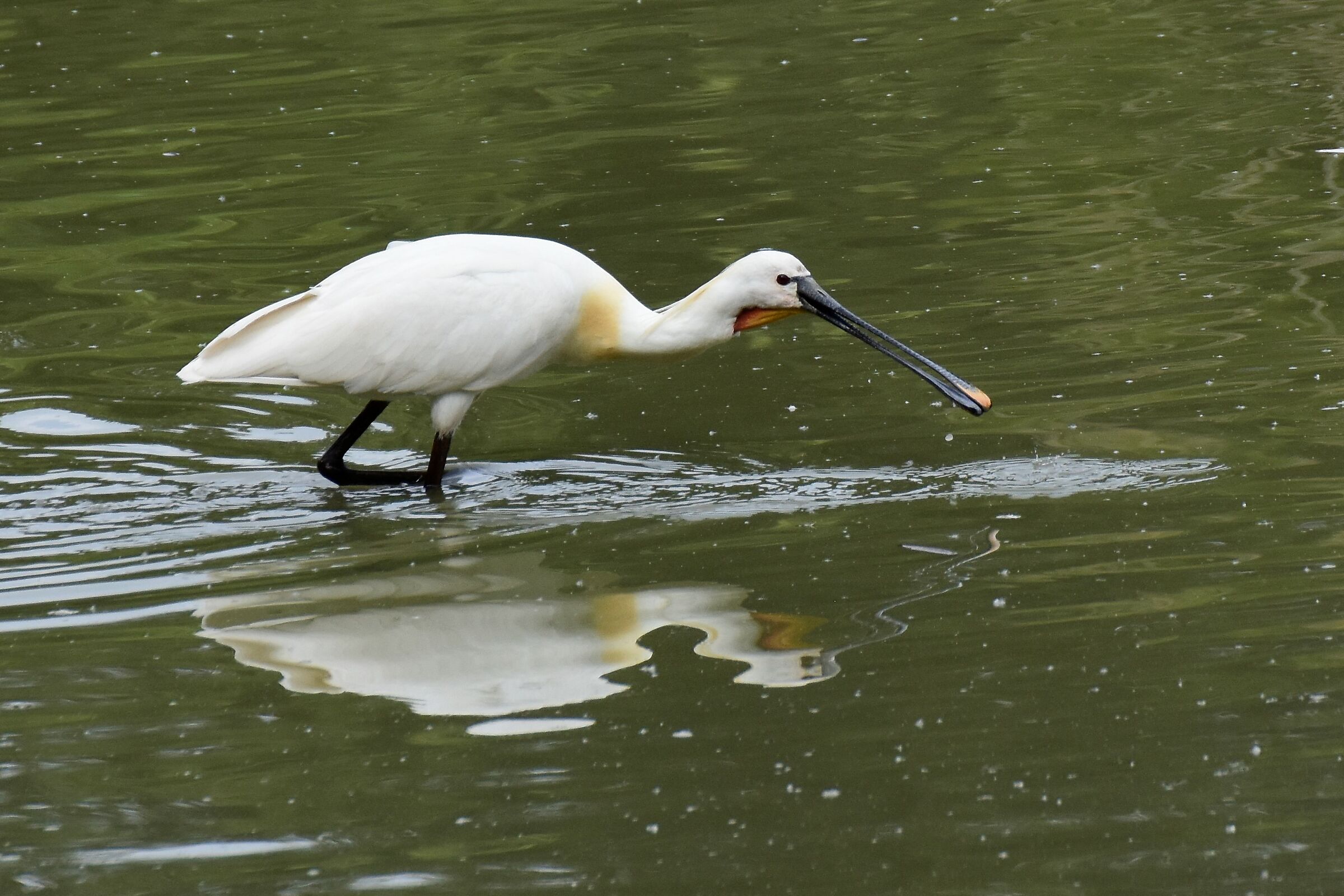 memories-spatola at torrile 2017