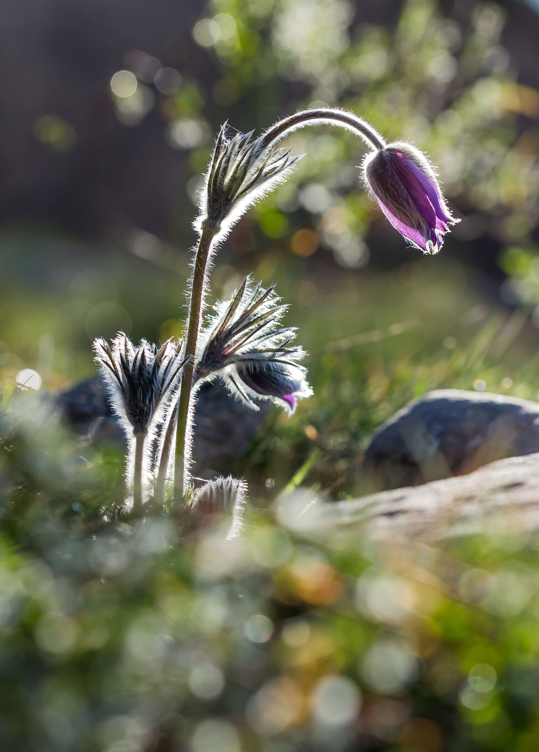 Pulsatilla