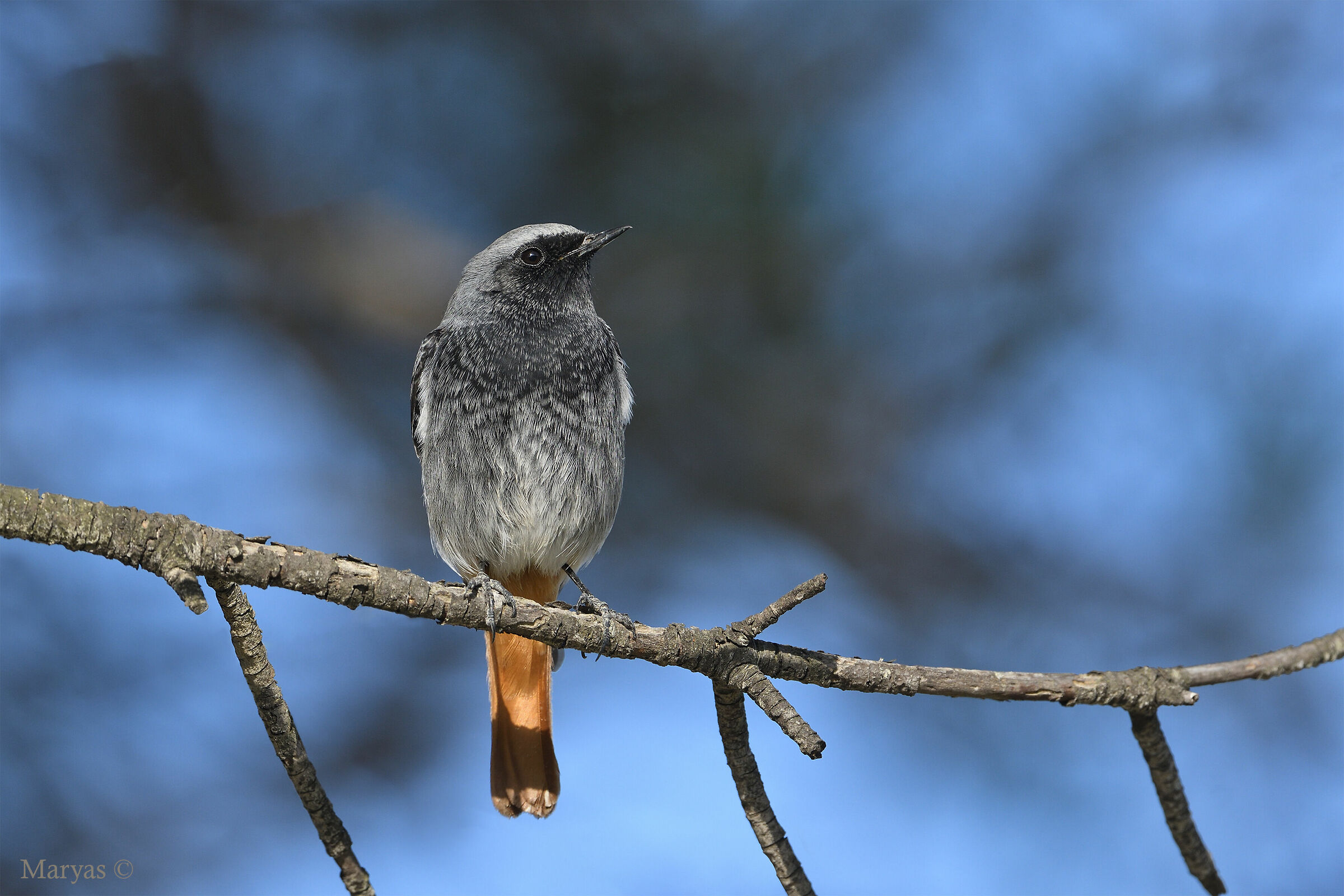 Codirosso spazzacamino