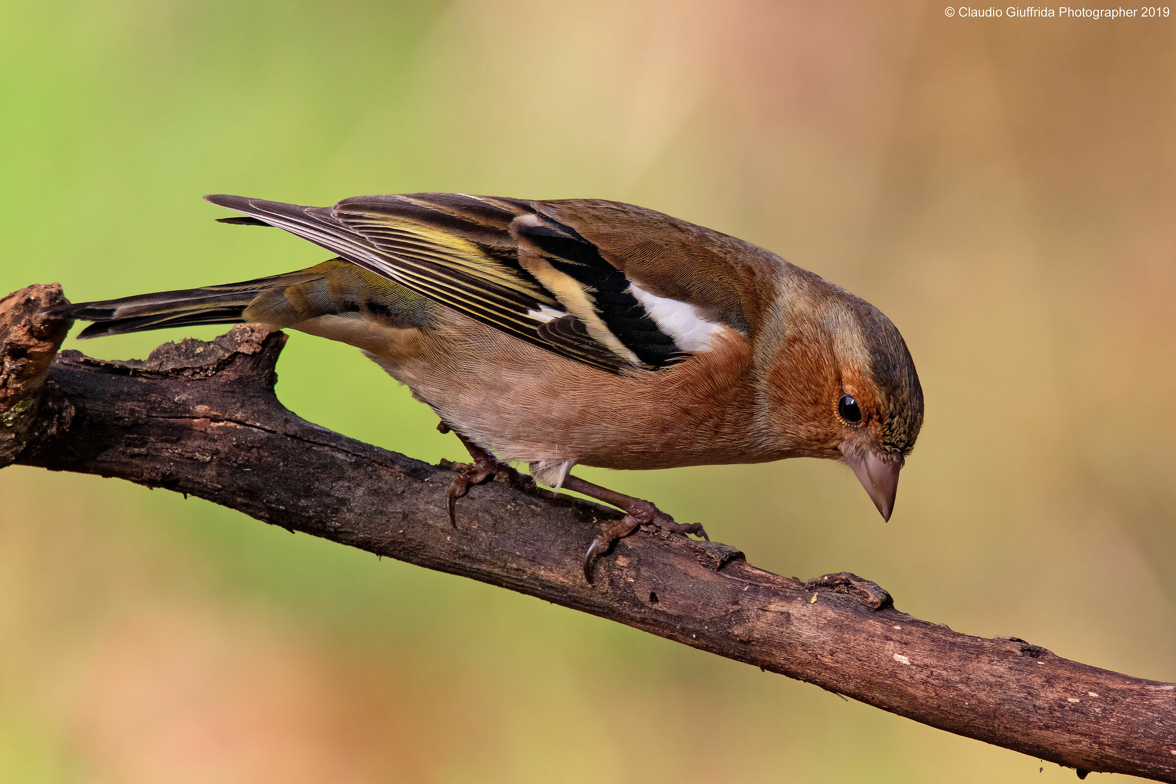 Fringilla coelebs