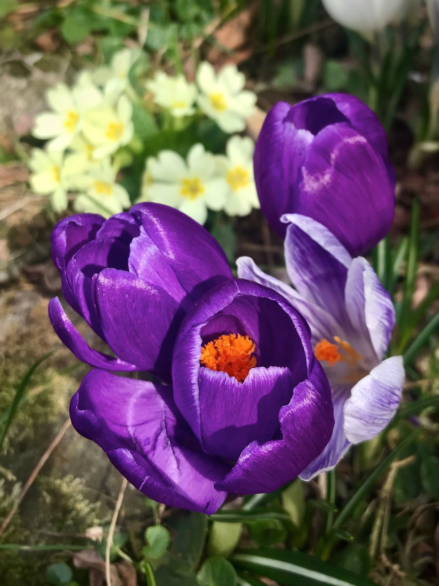 Accenni di primavera