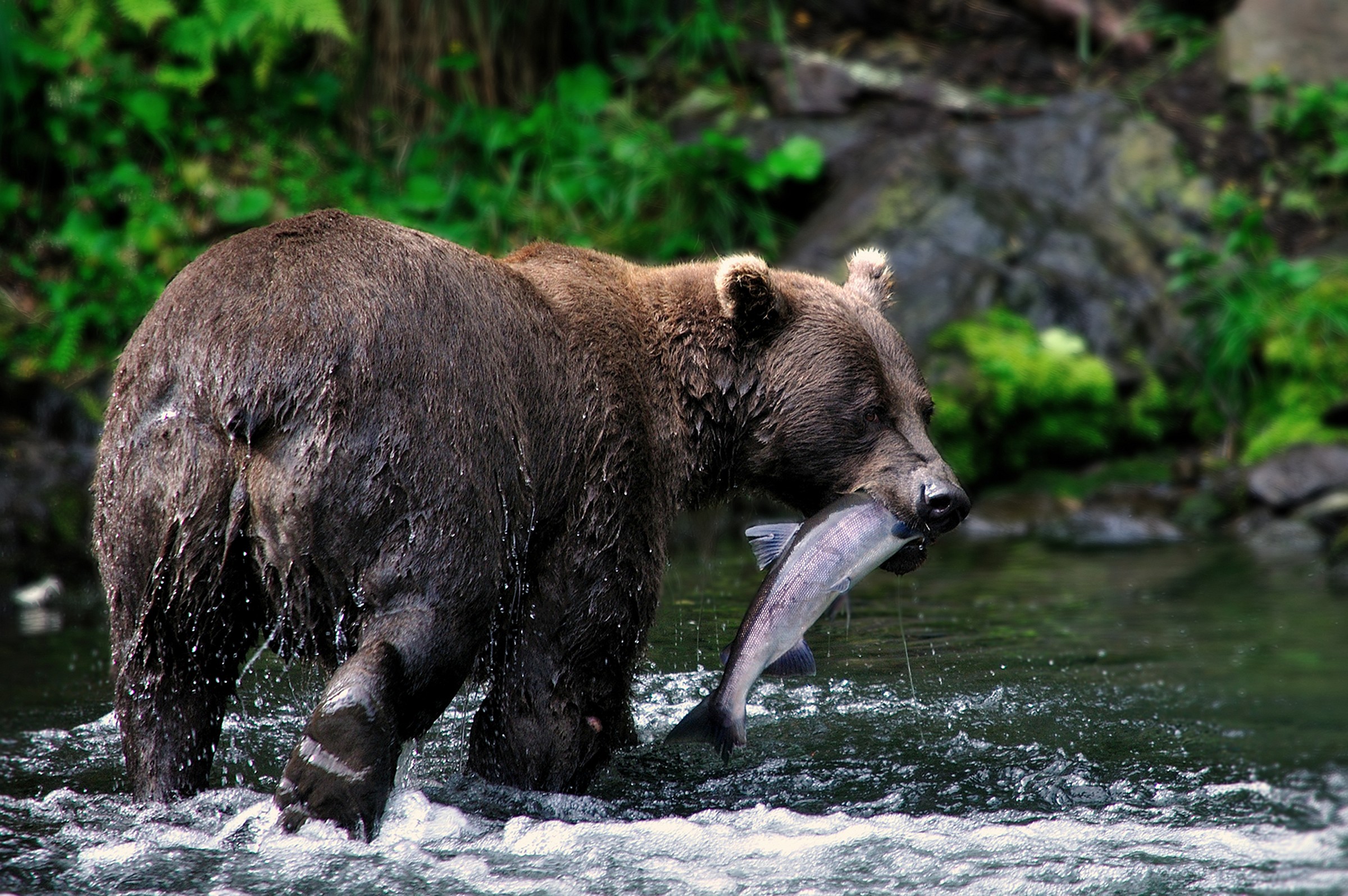 Fishing Grizzly