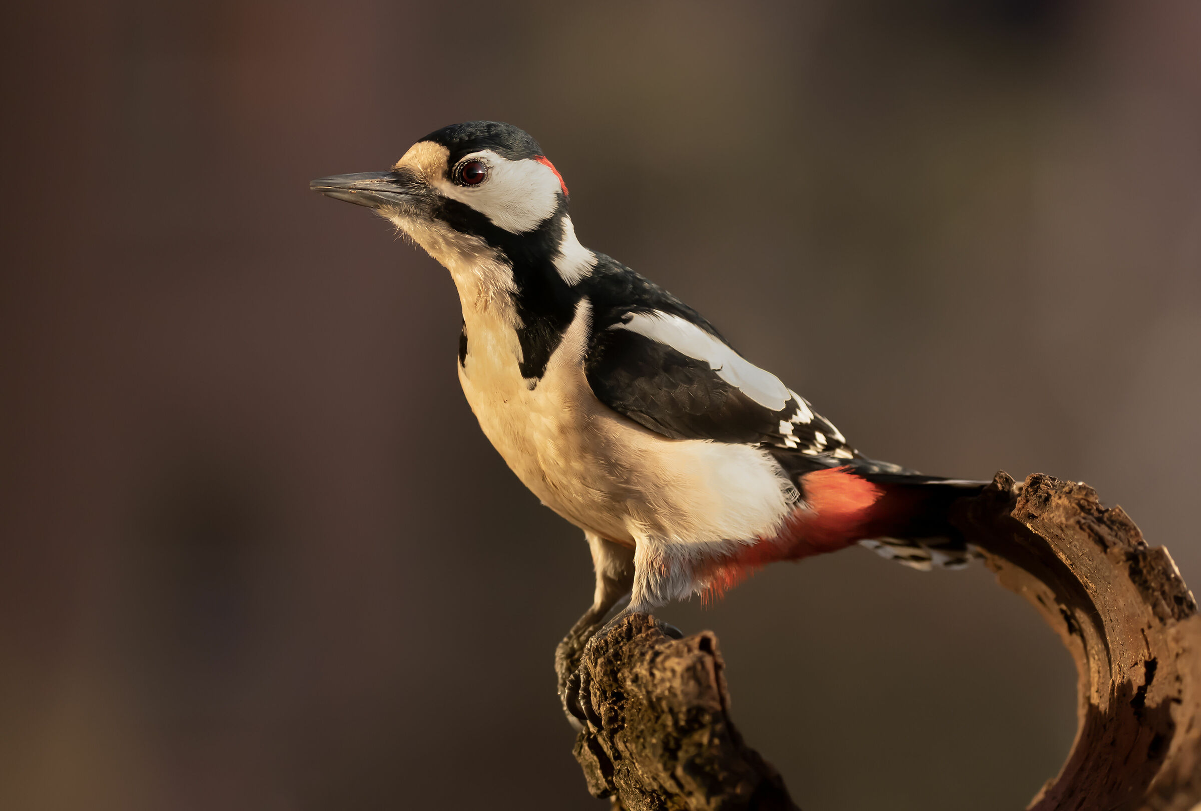 Picchio rosso maggiore