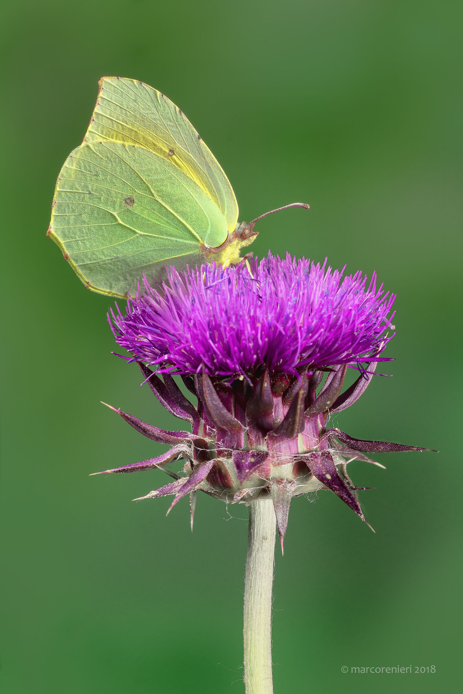 Gonepterix cleopatra