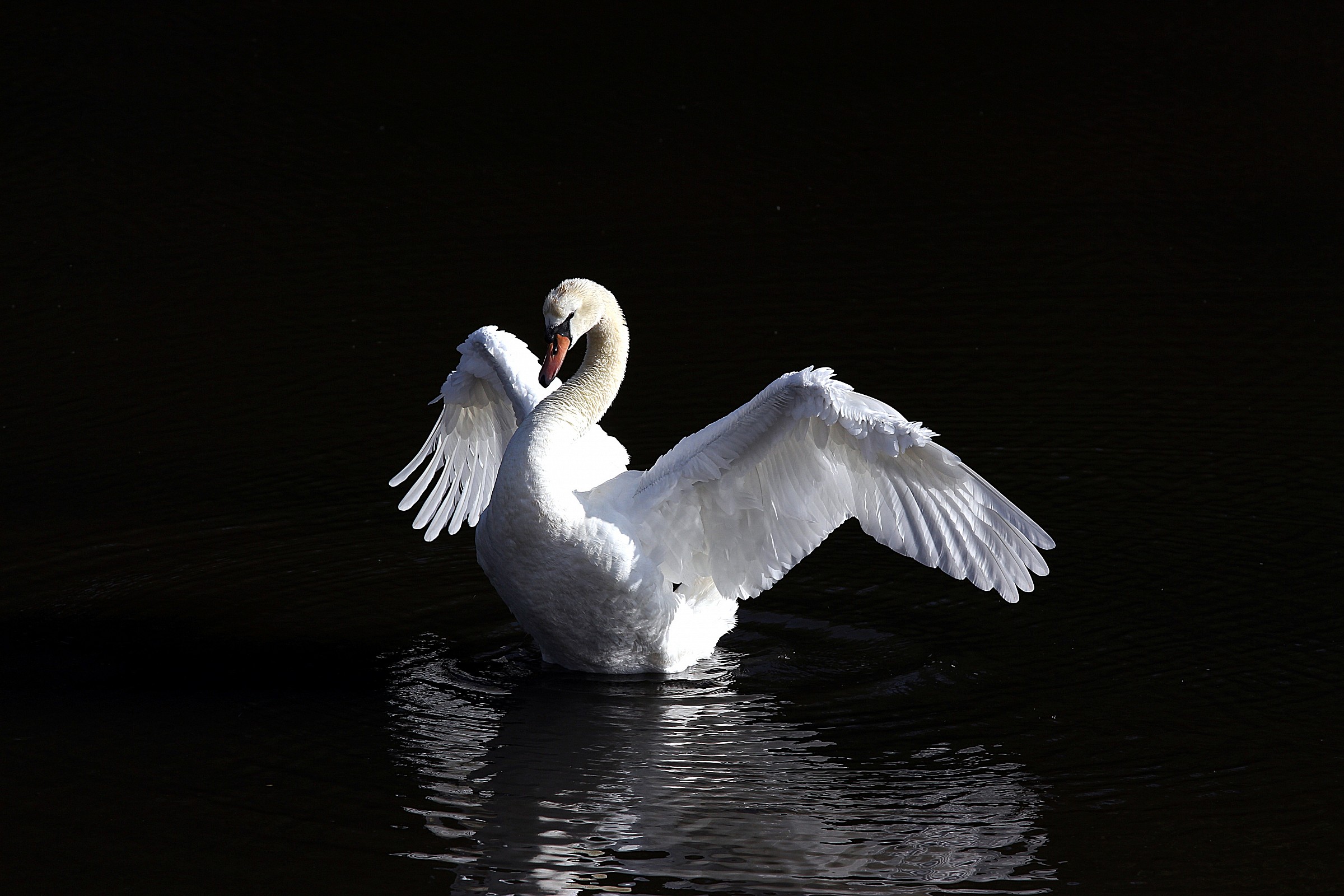 Swan dance