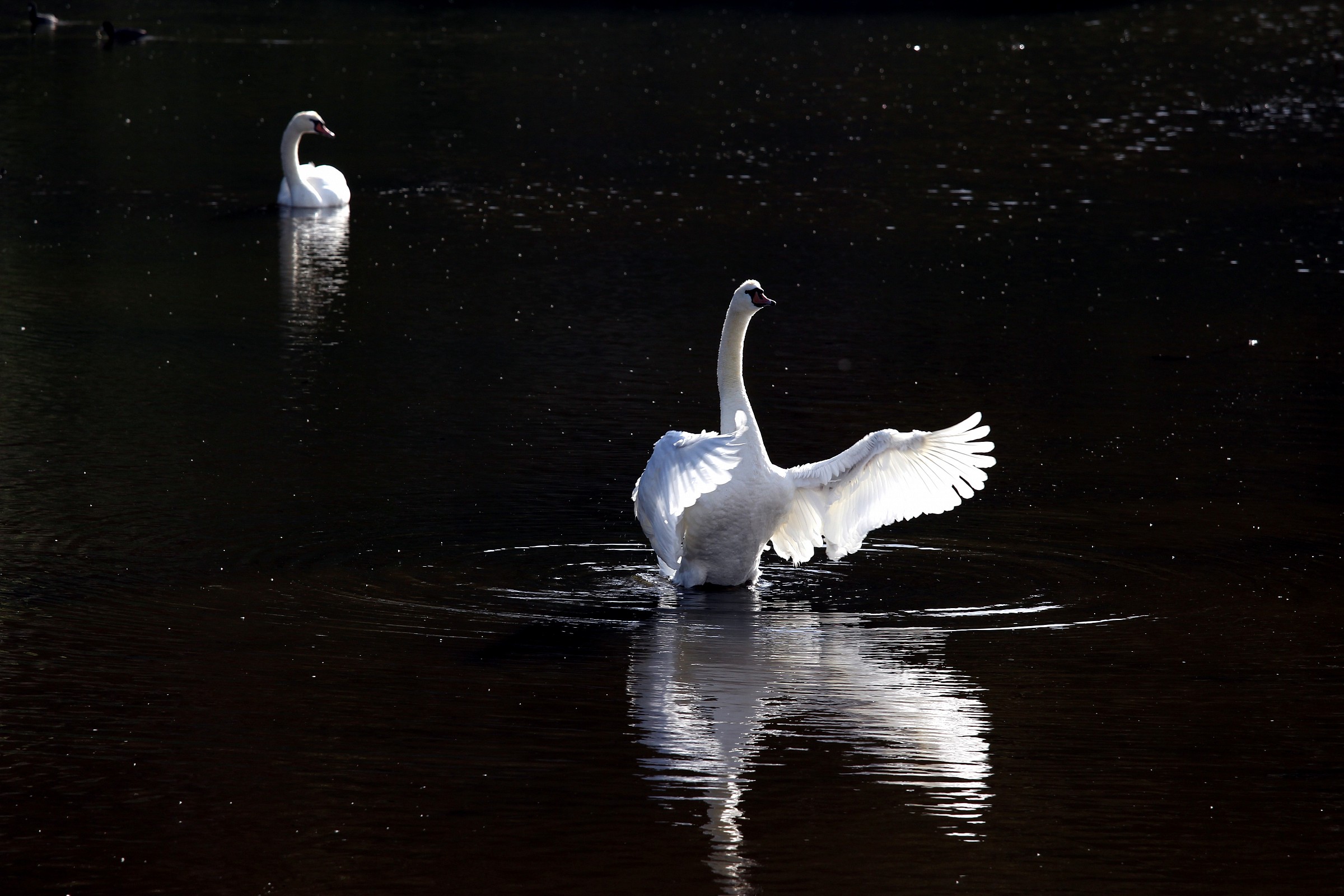 Swan dance