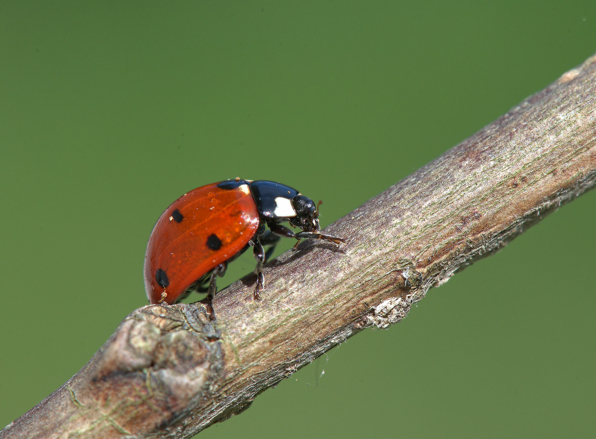 Ladybug
