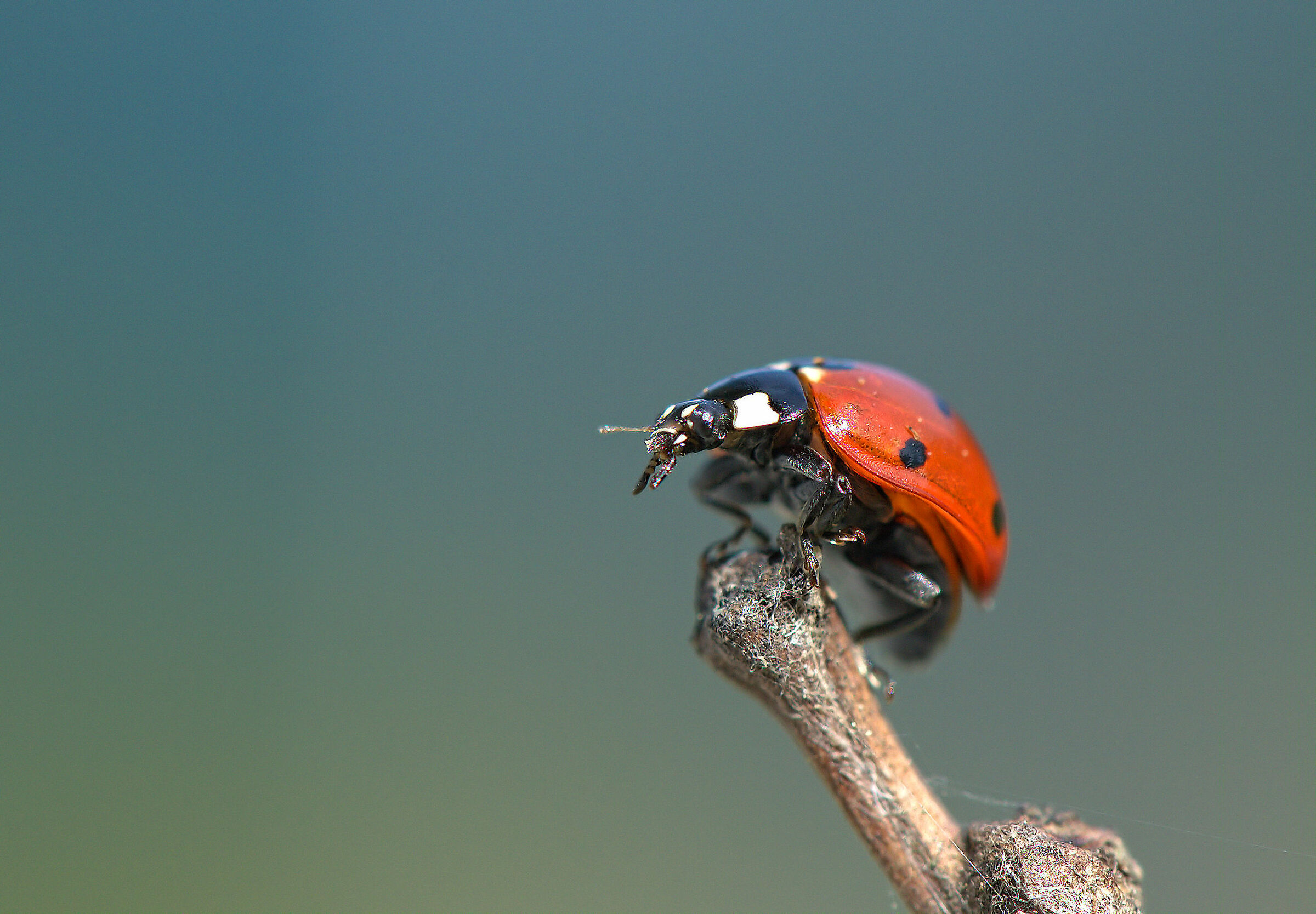 Ladybug
