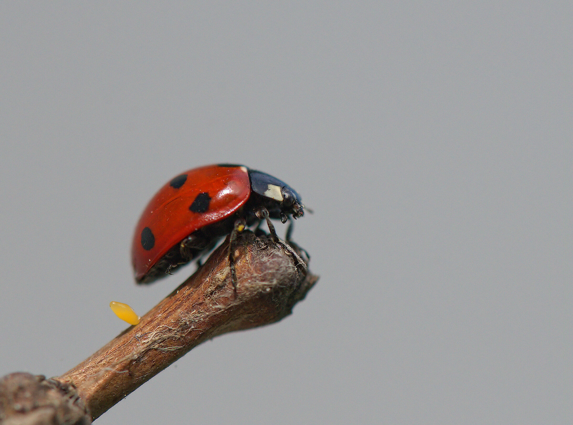 Ladybug