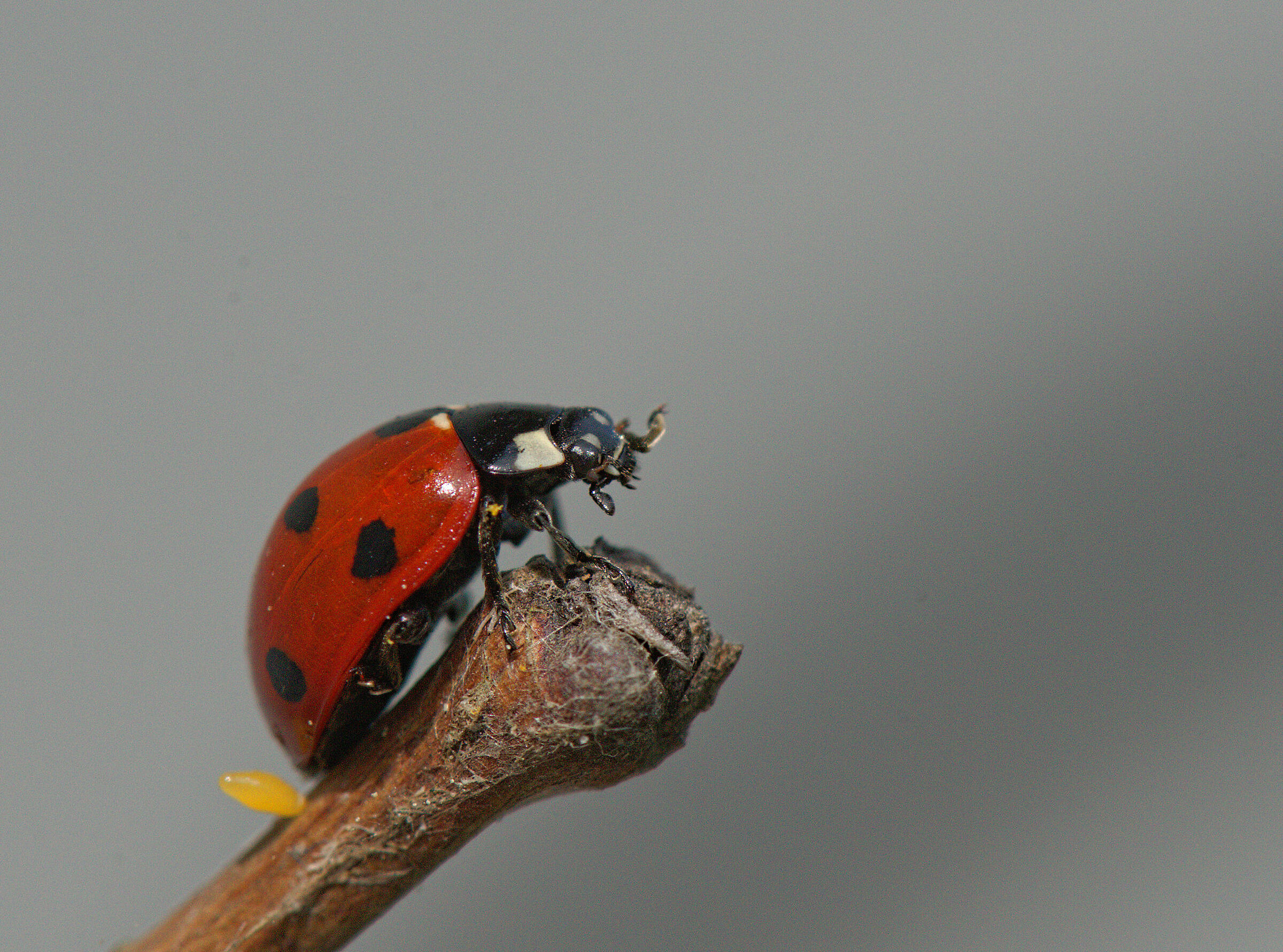 Ladybug