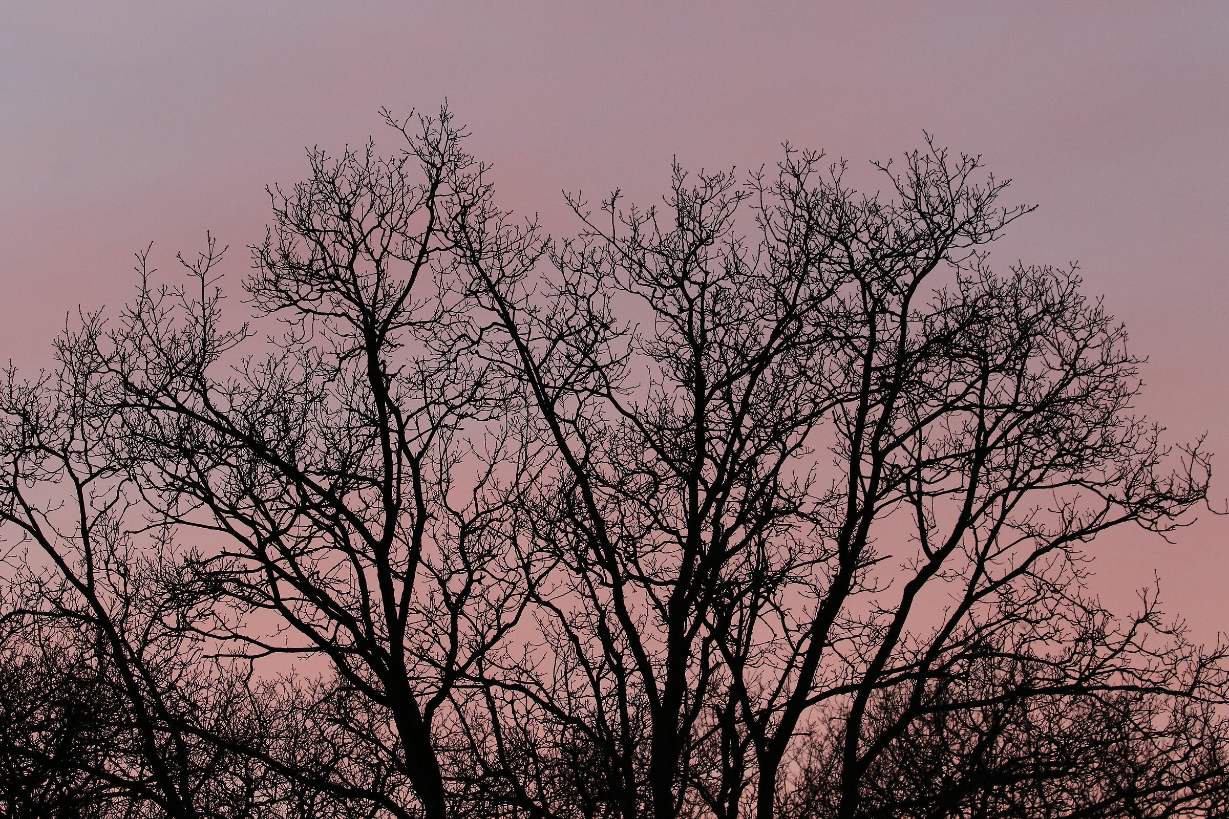 Crepuscolo a Meijendel