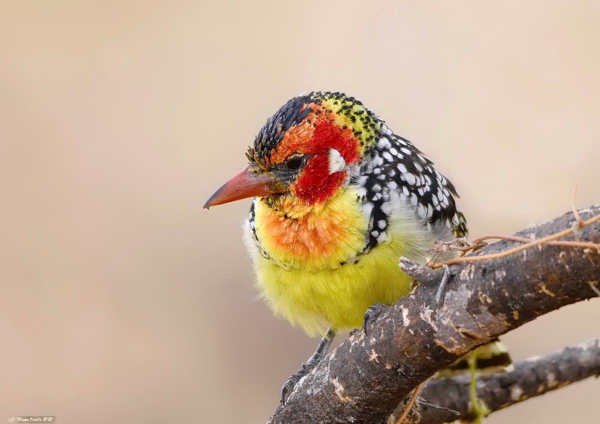 Barbet Red-Yellow (Trachyphonus erithrocephalus)