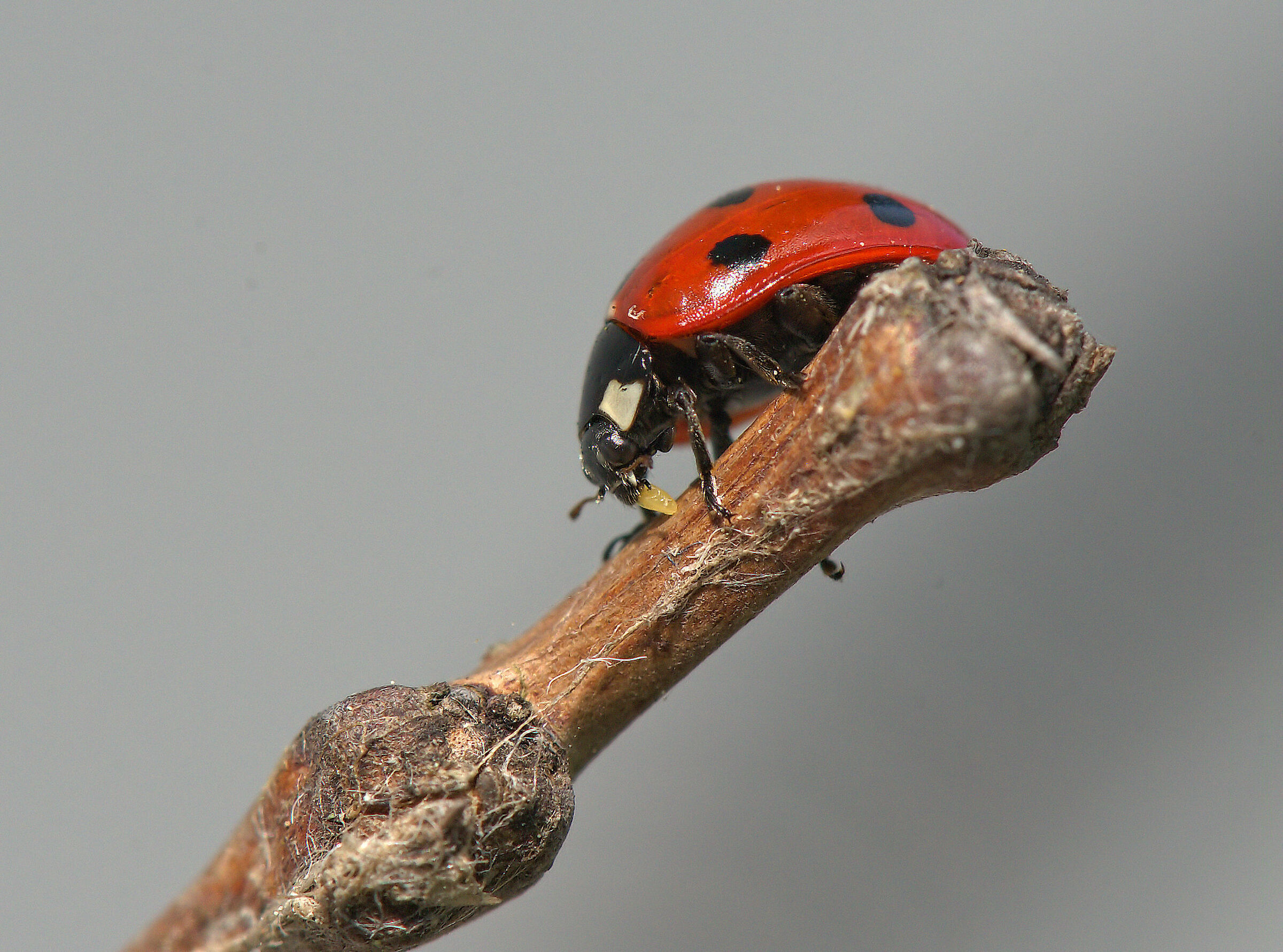 Ladybug