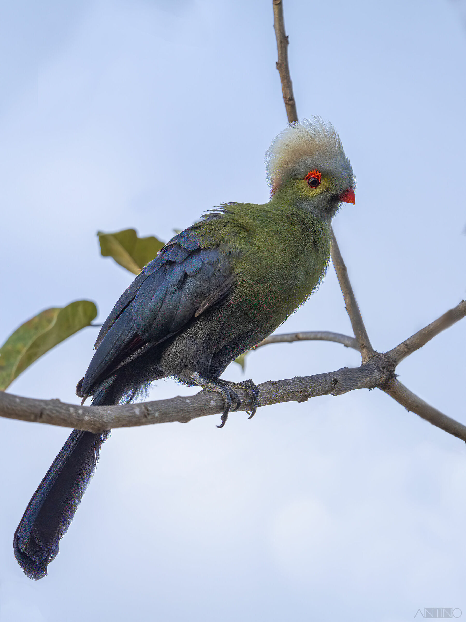 Turaco di Ruspoli, Tauraco ruspolii