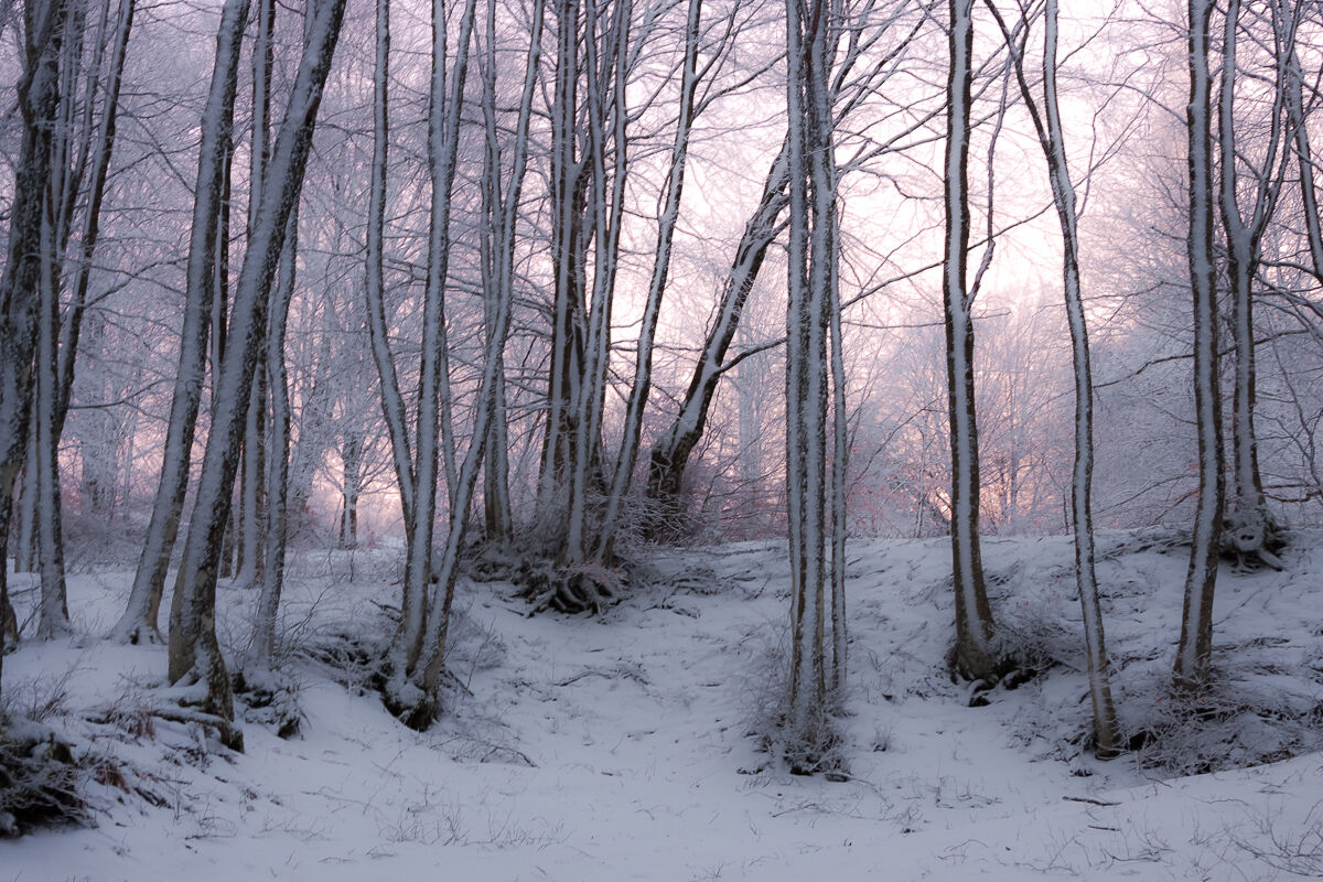 Prima ed ultima neve ...