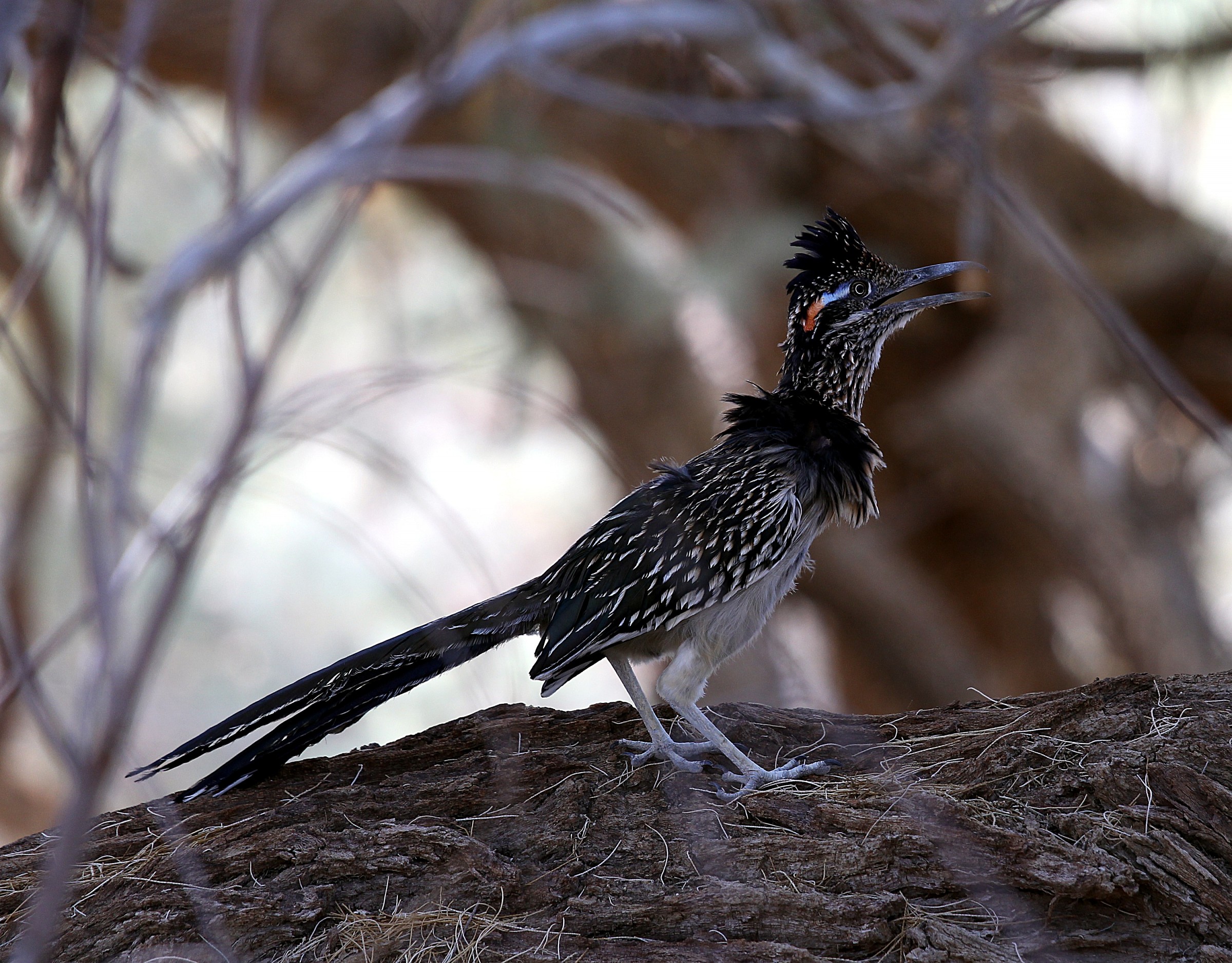 Roadrunner, della Valle della Morte