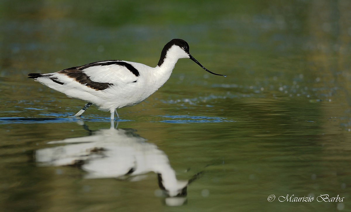 Avocet