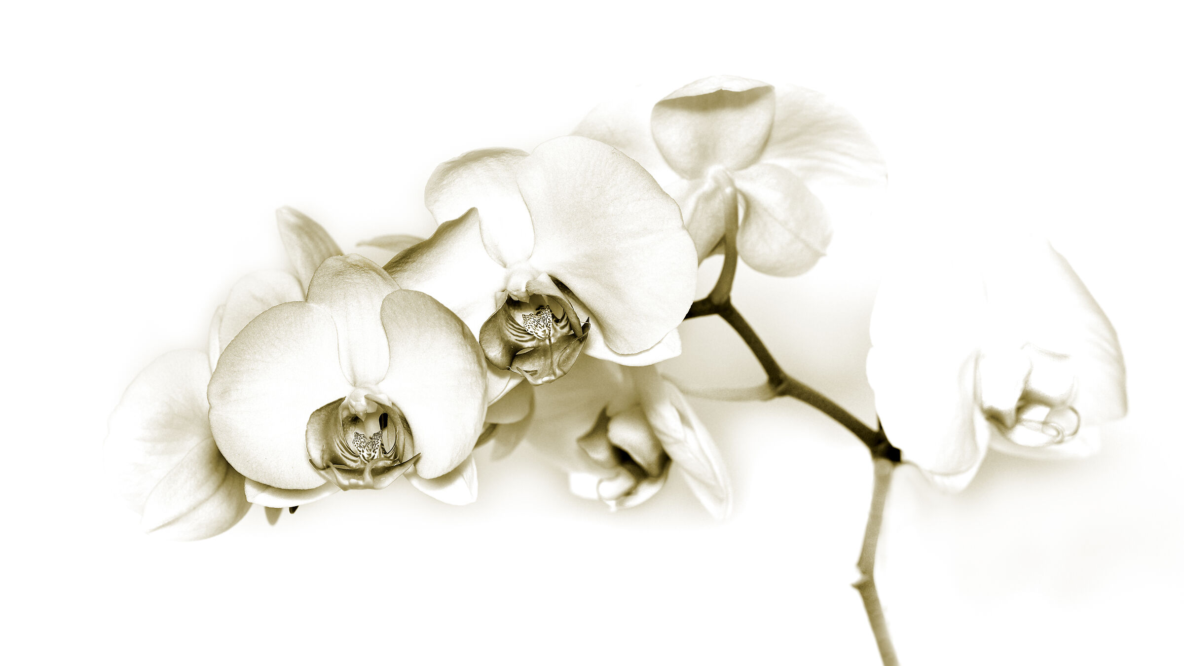Orchid4