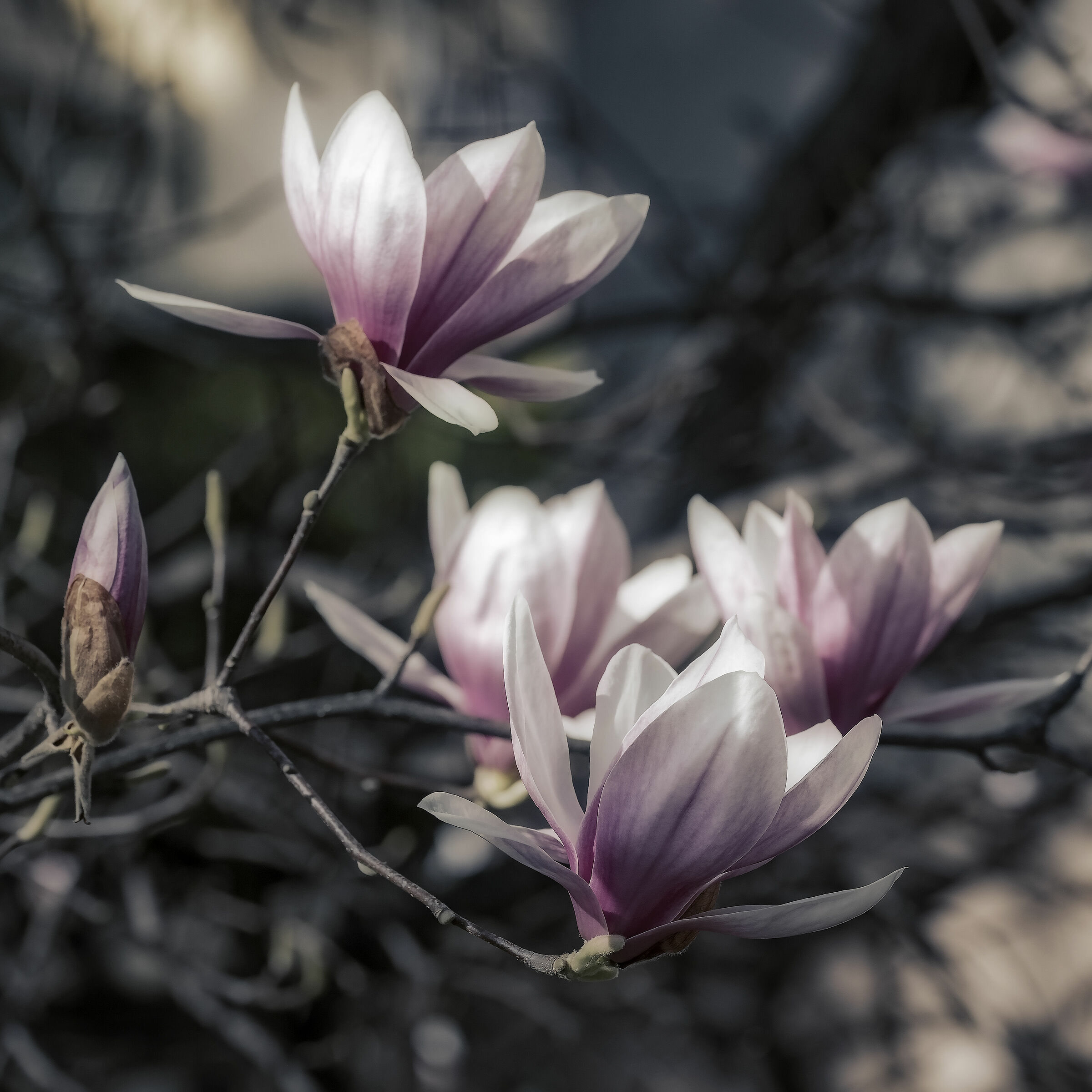 Magnolia in bloom Km.0