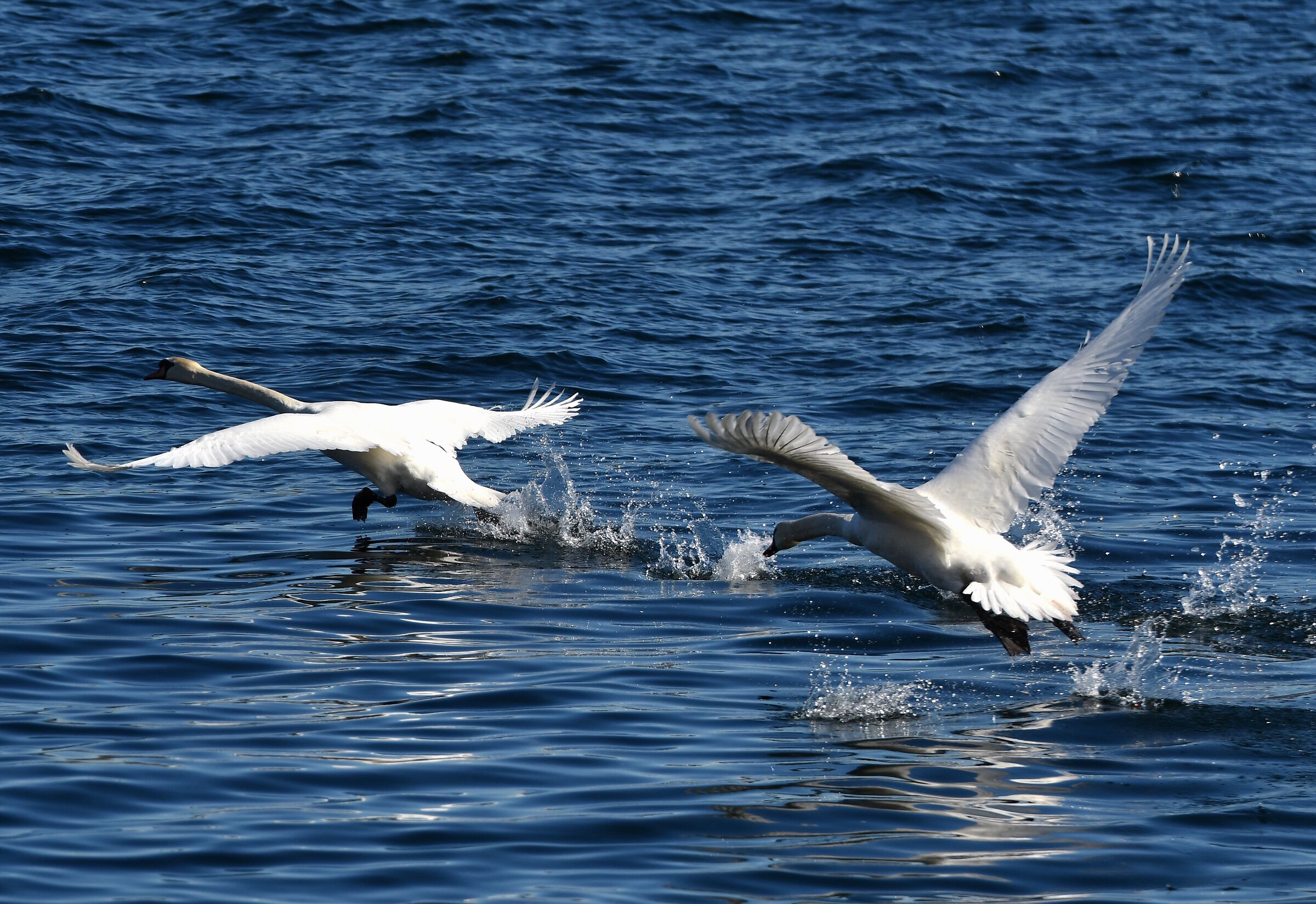 Il decollo dei cigni