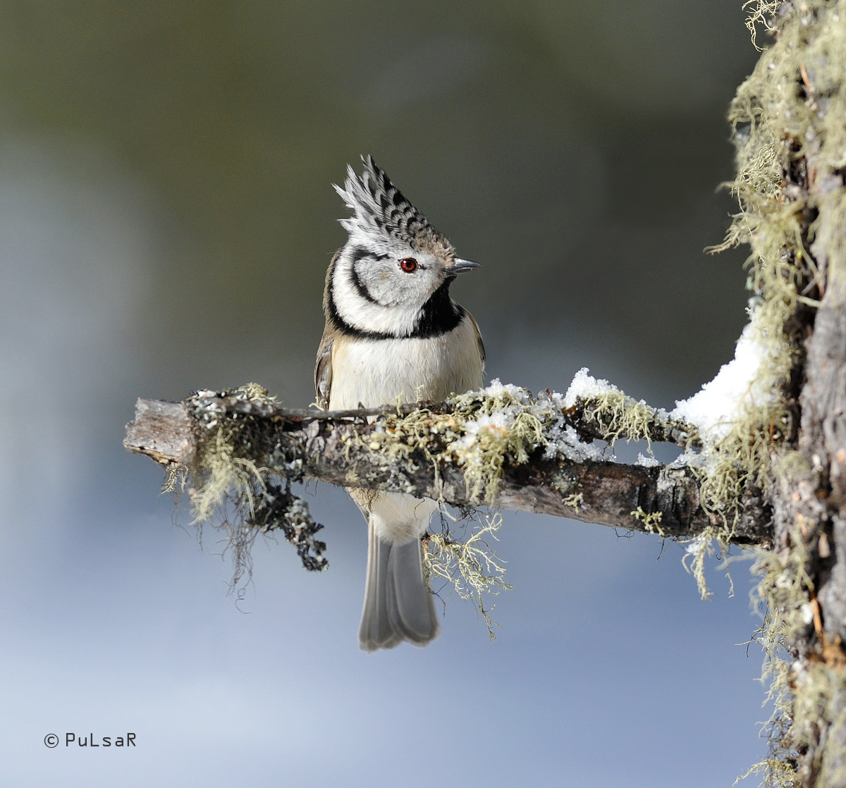 Crested Tit
