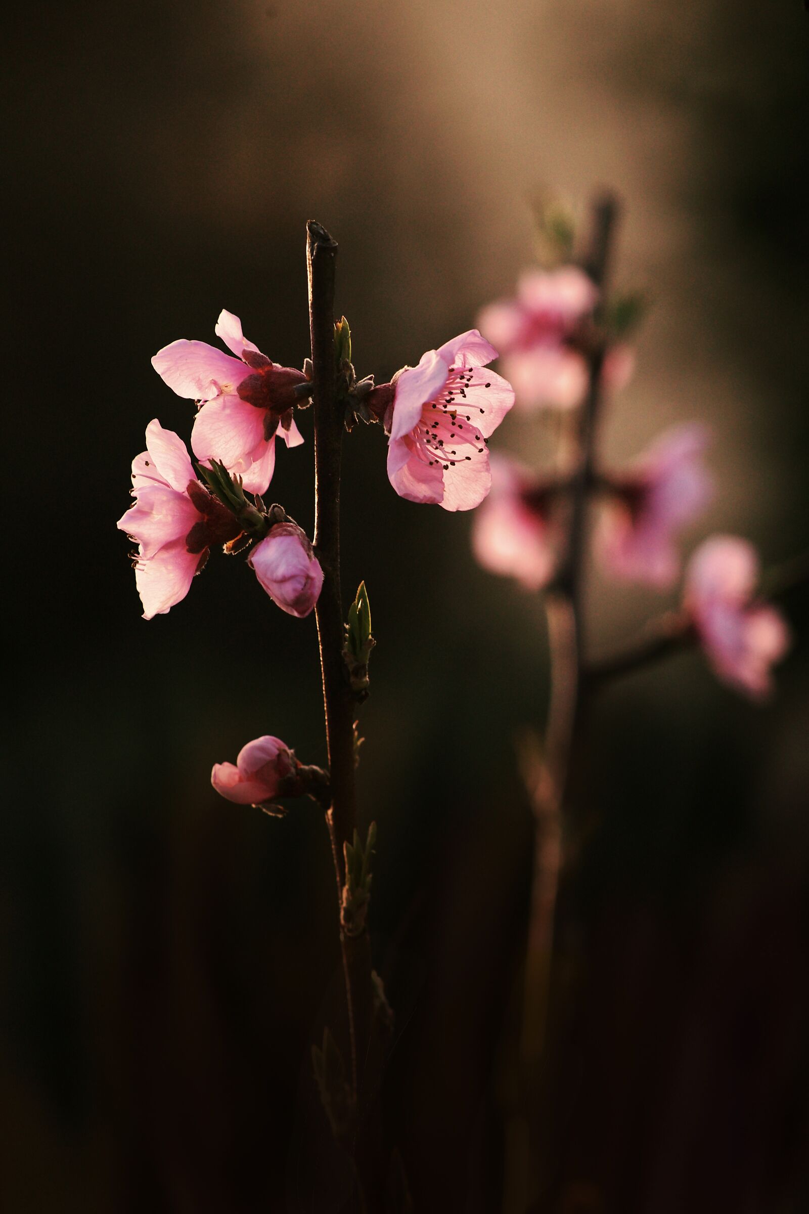 The bang... dedicated to Stefania