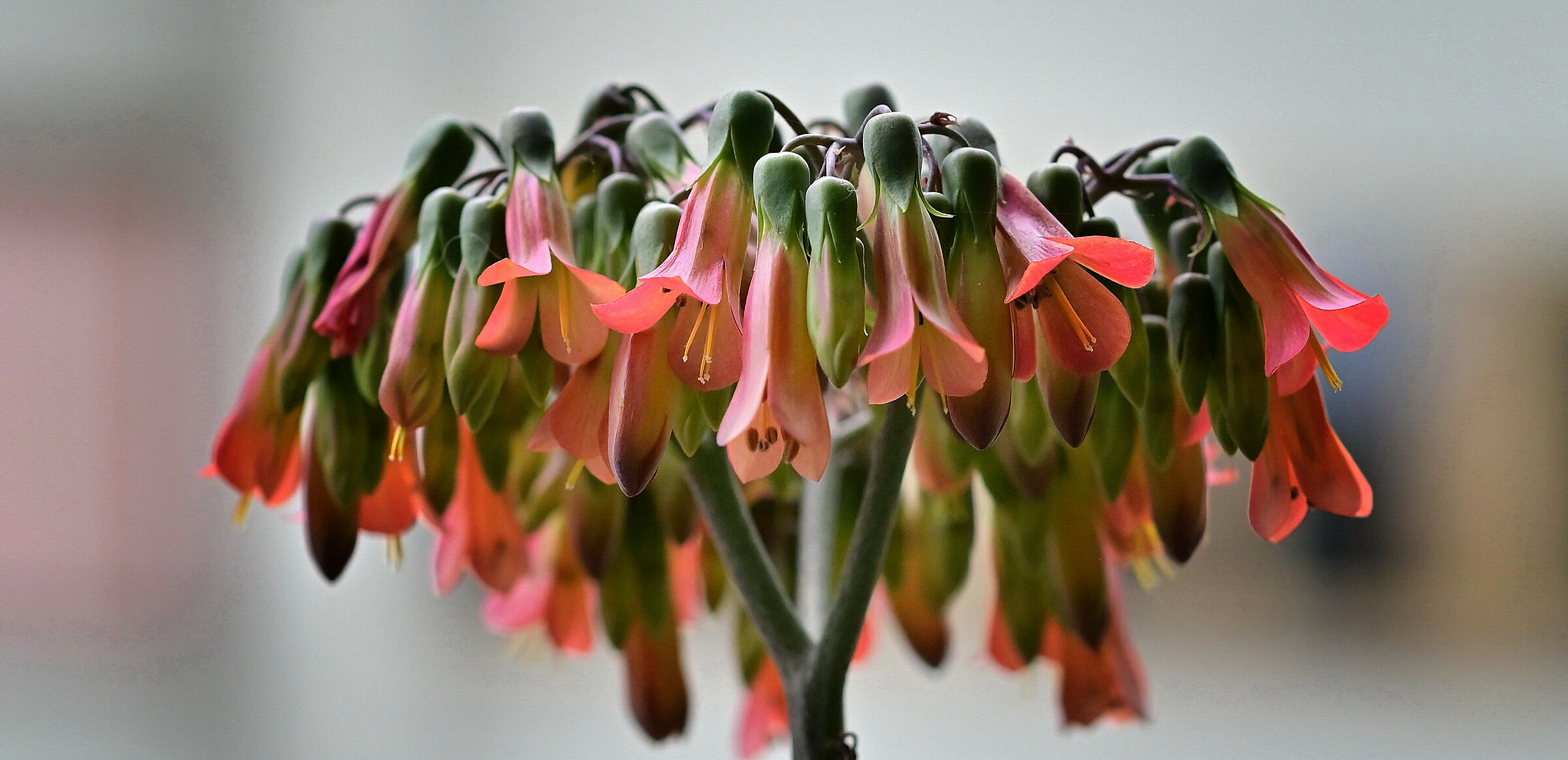 "I stay at home" the flowers bloom