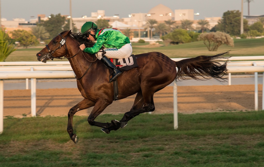 Horse Race in Abu Dhabi