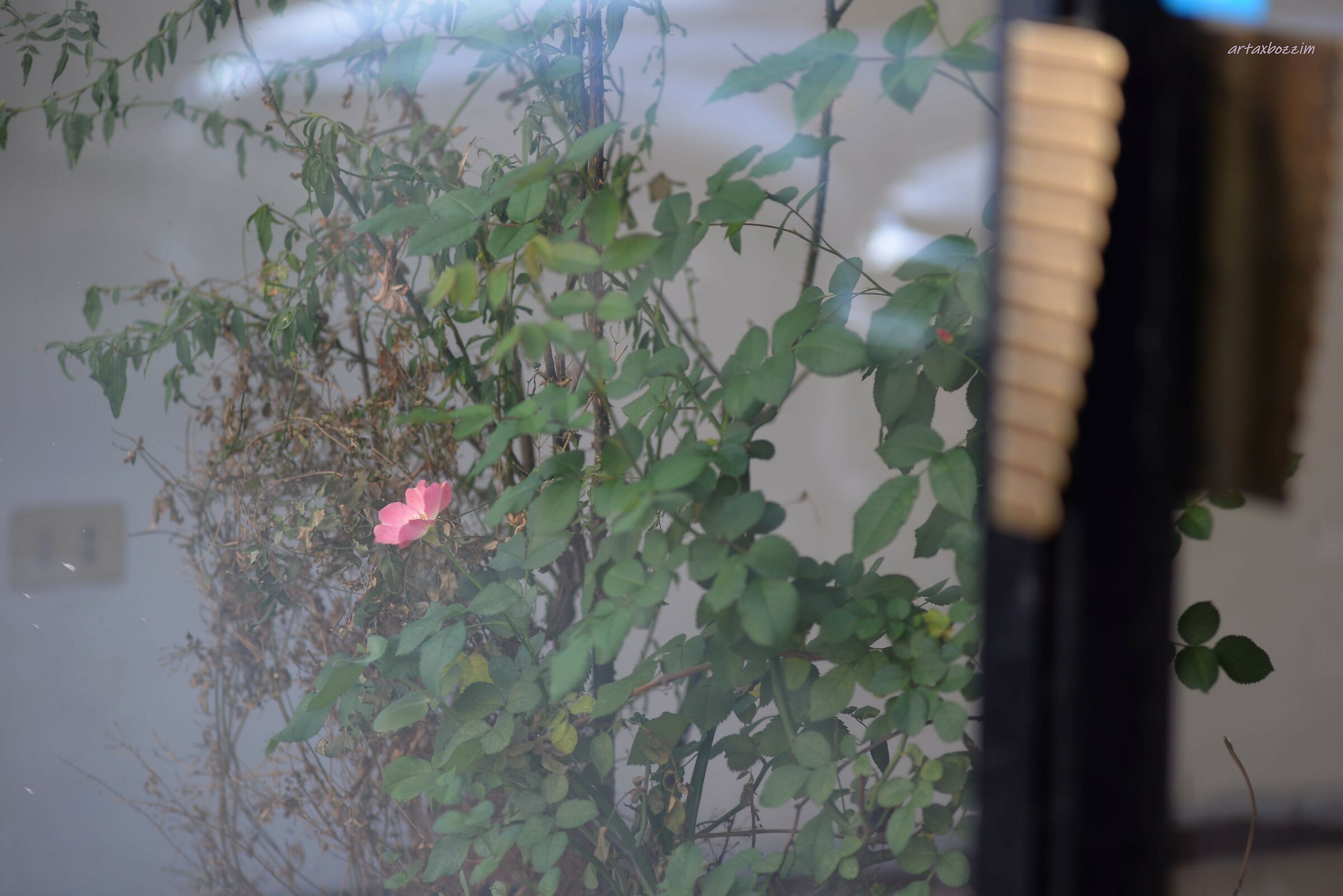 poesia dentro al negozio sfitto