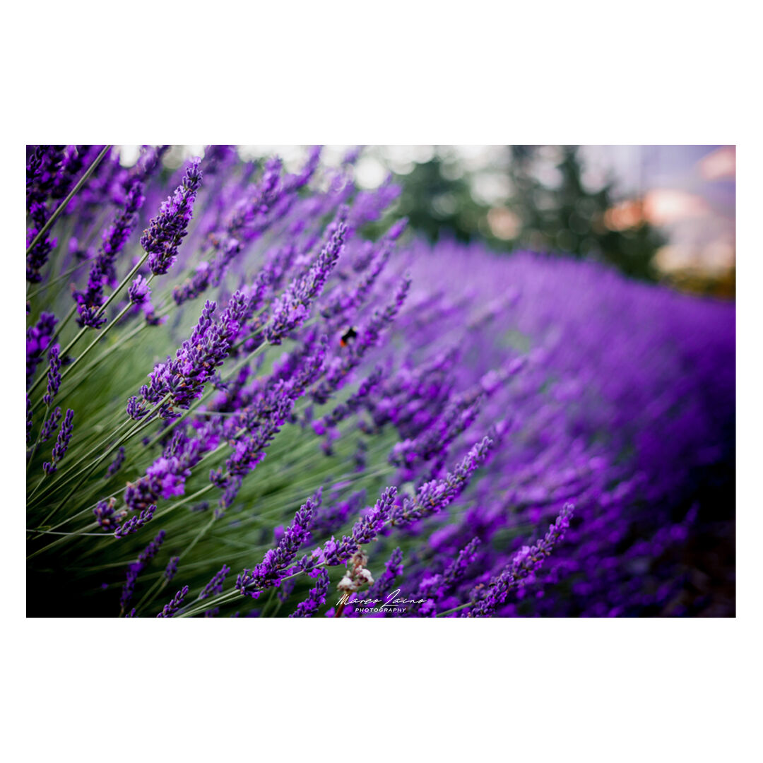 Tutto riavrà il profumo dei fiori di lavanda ?