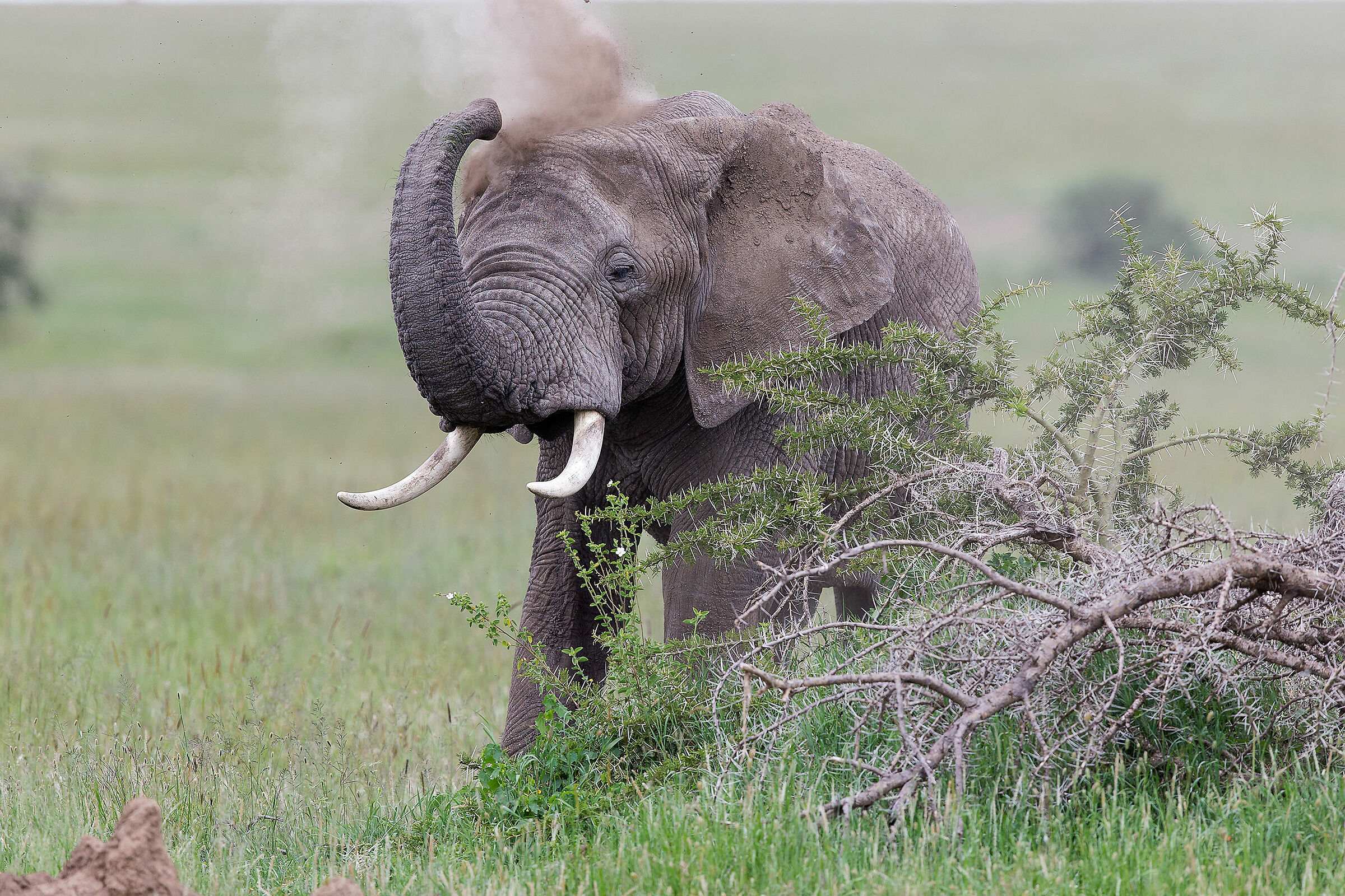 ..un pò di cipria e via!...