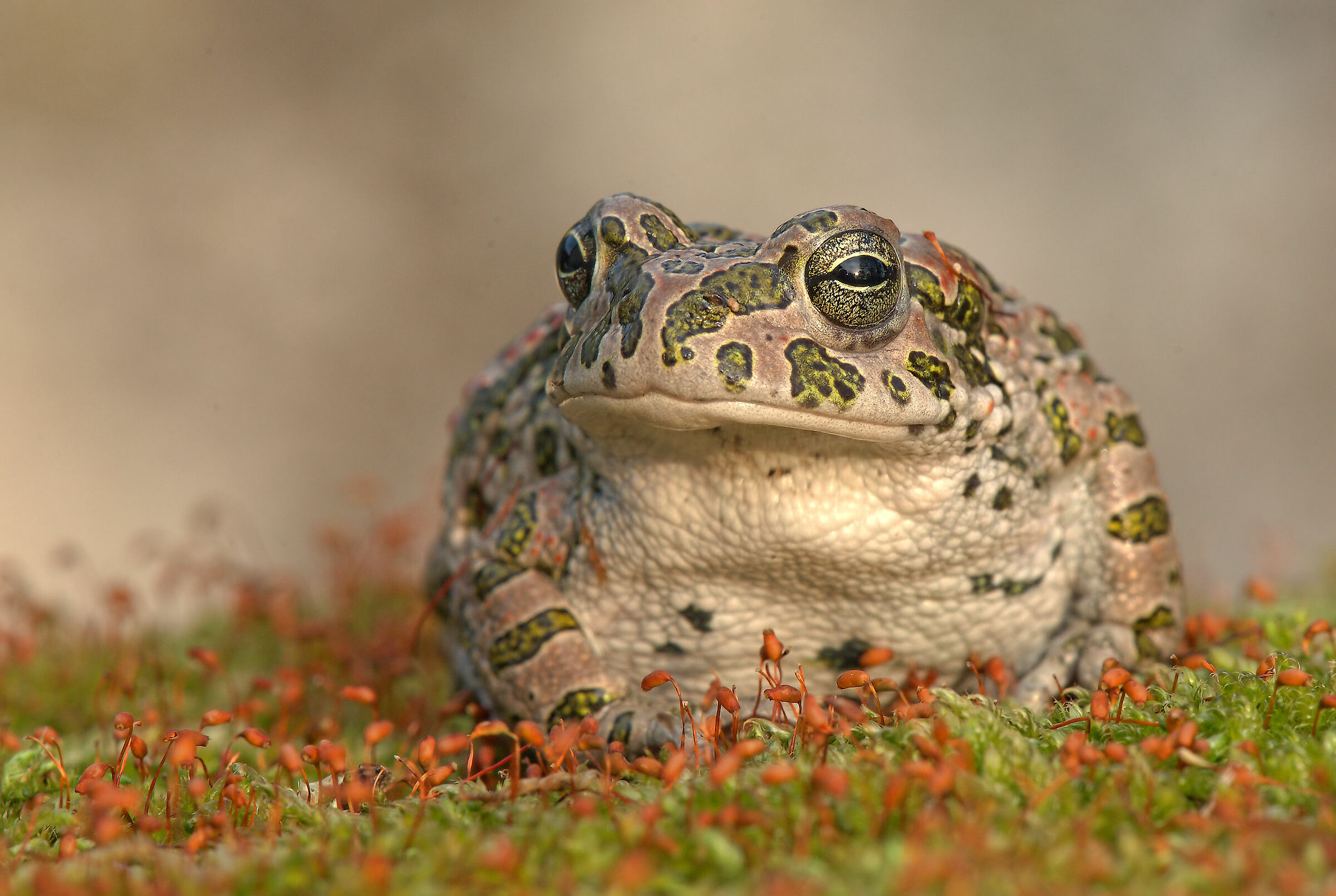 Emerald Toad