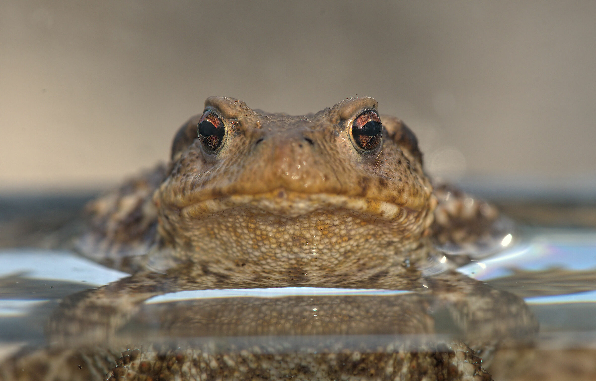 Common male toad