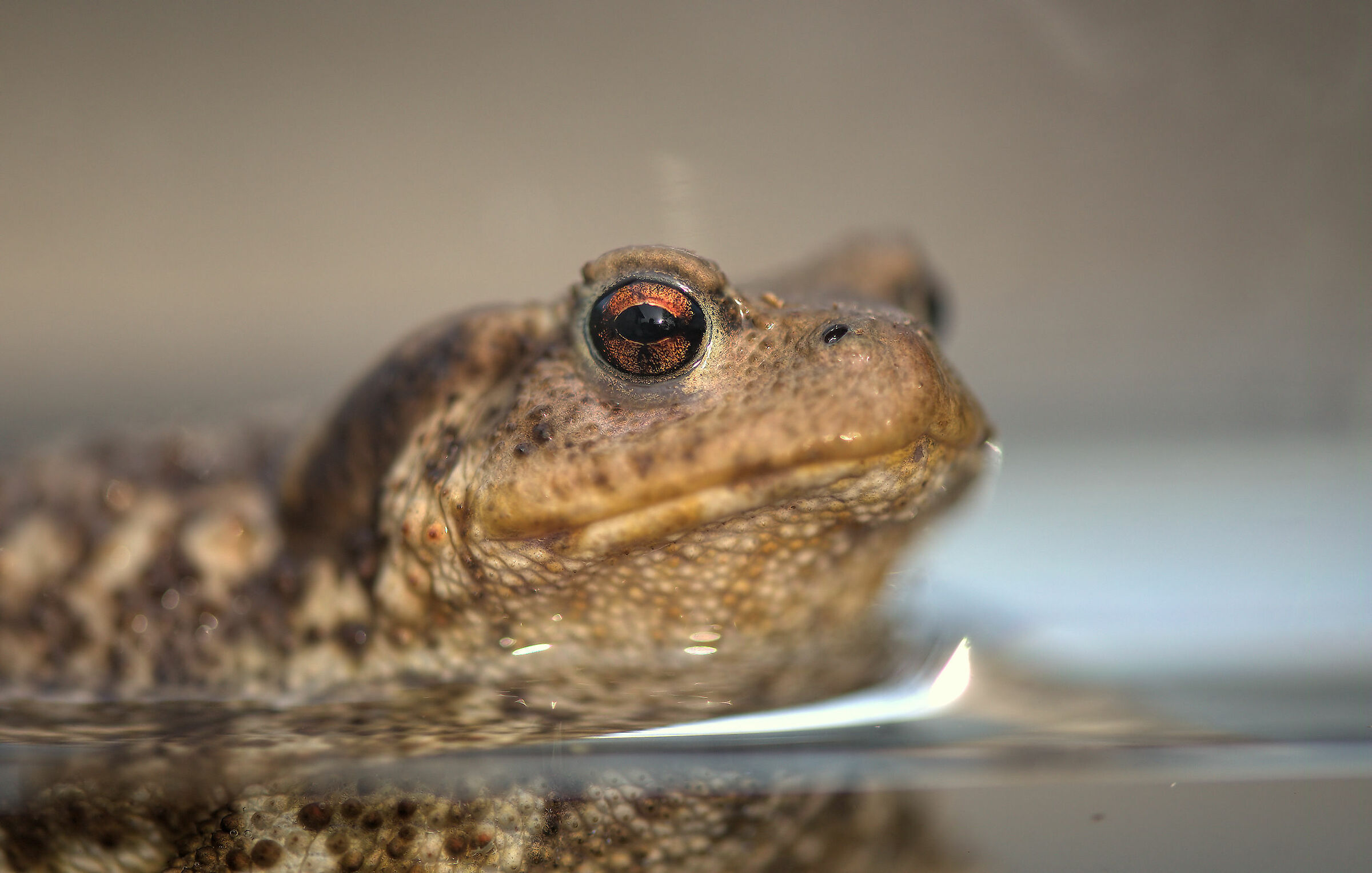 Common male toad