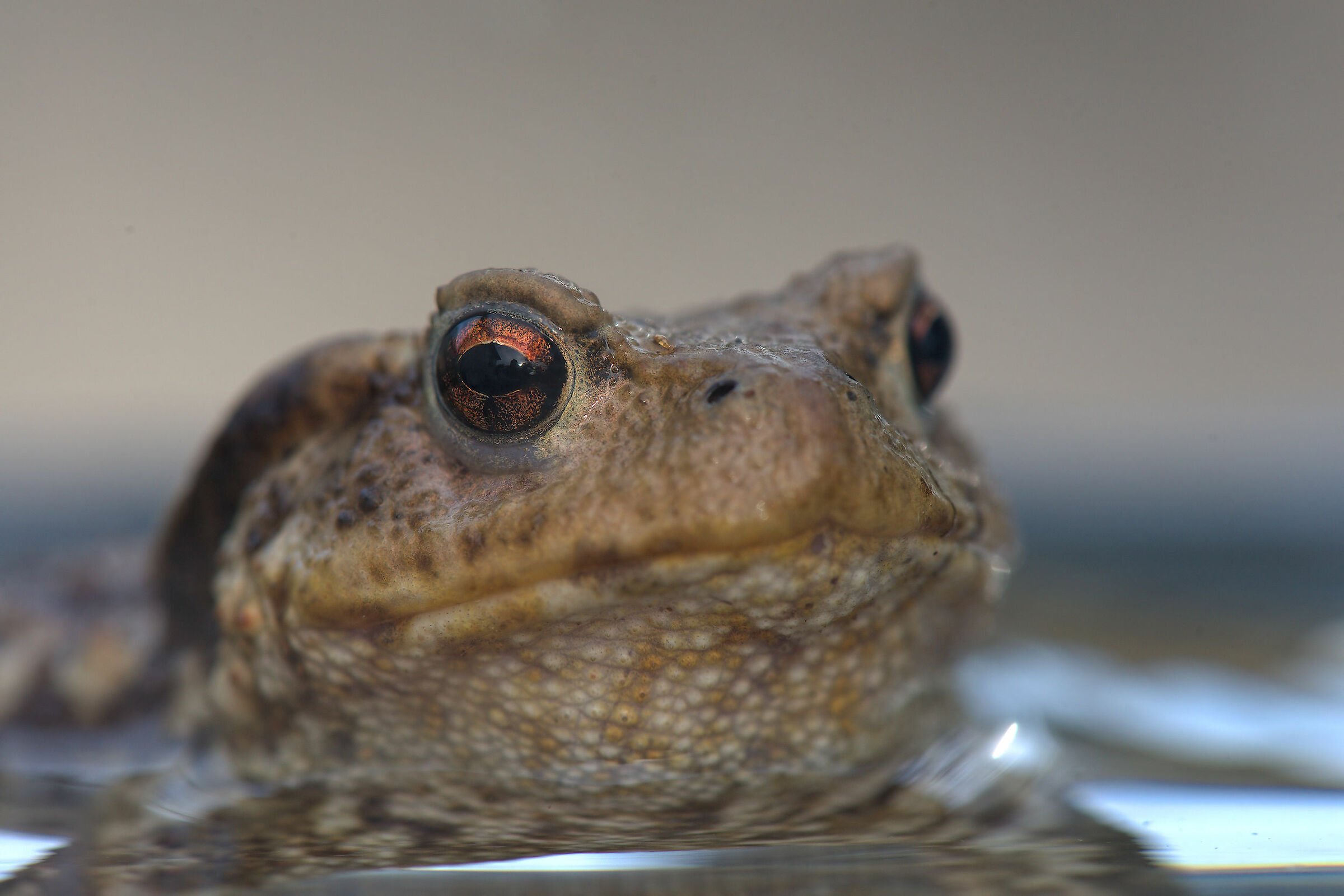 Common male toad