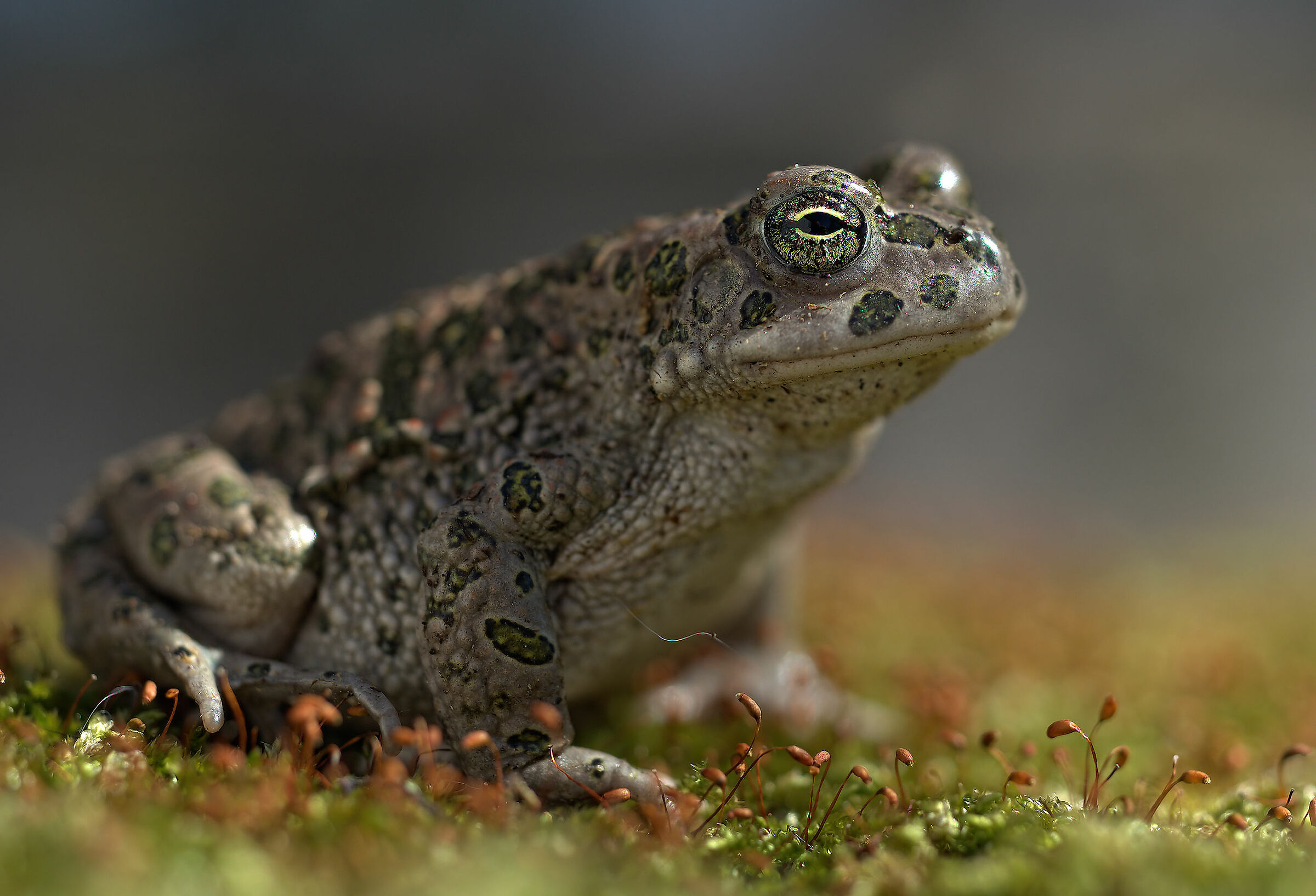 Emerald Toad
