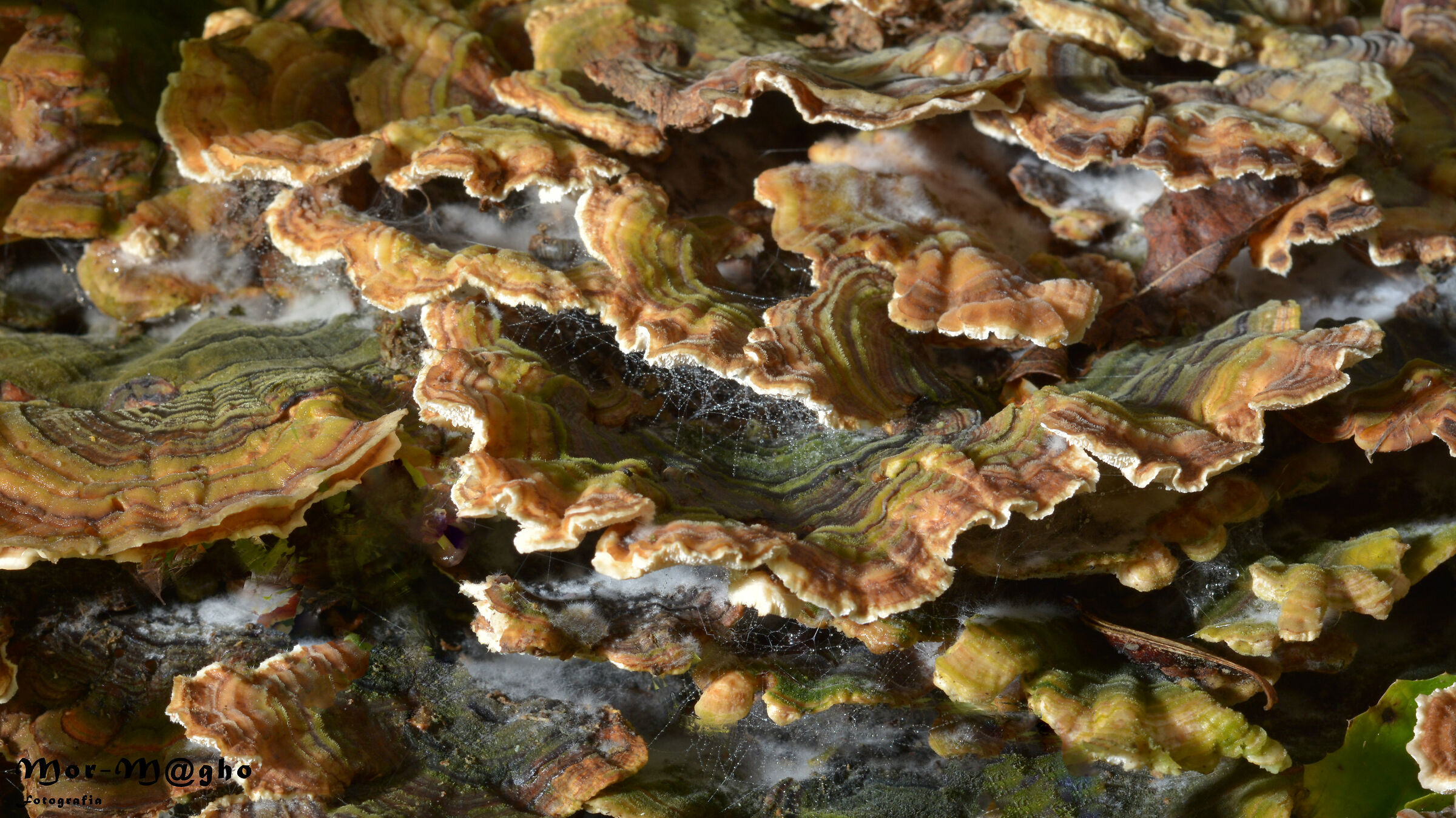 Mushrooms and Lichens
